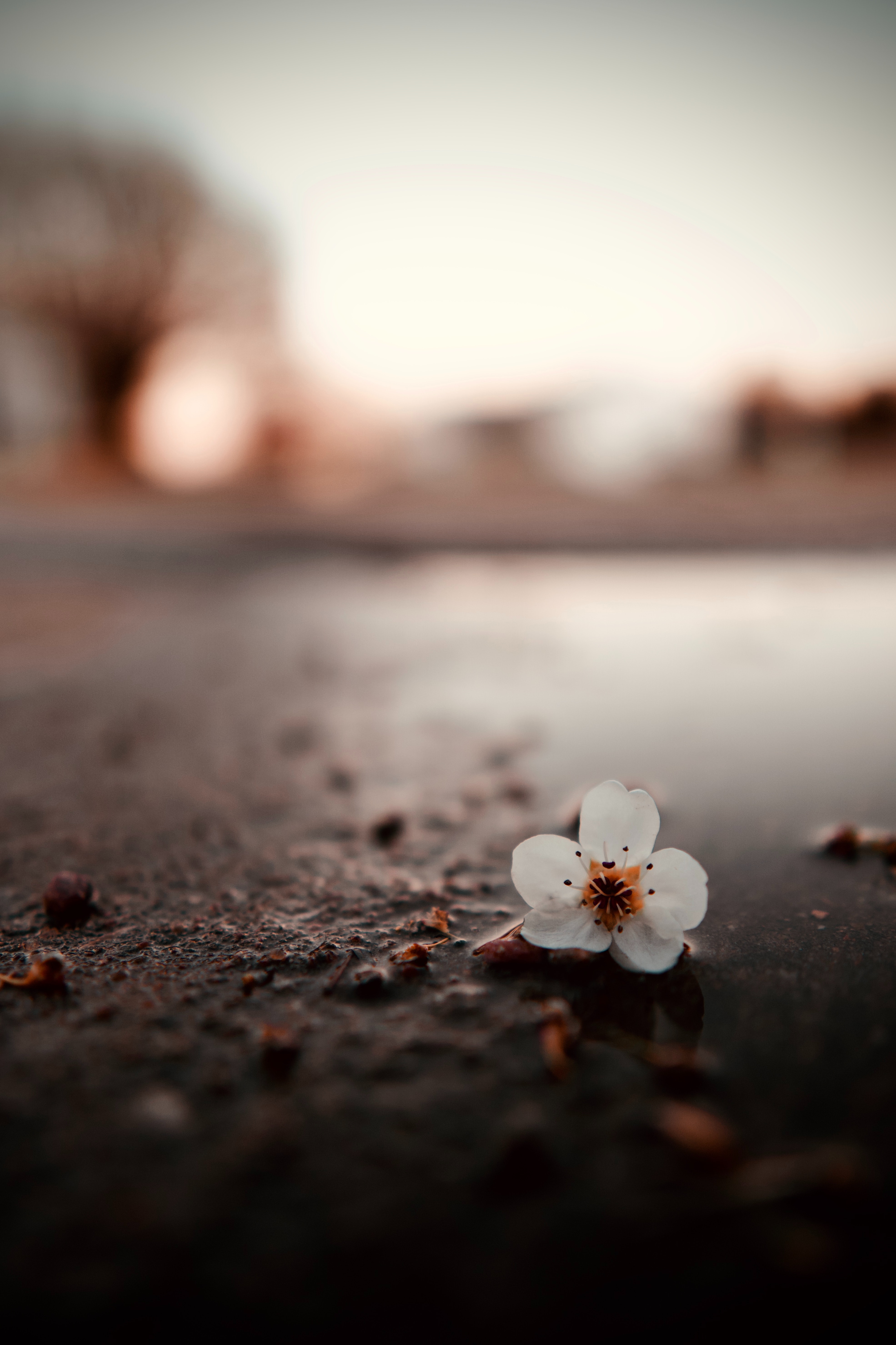 Download mobile wallpaper Puddle, Macro, Flower for free.