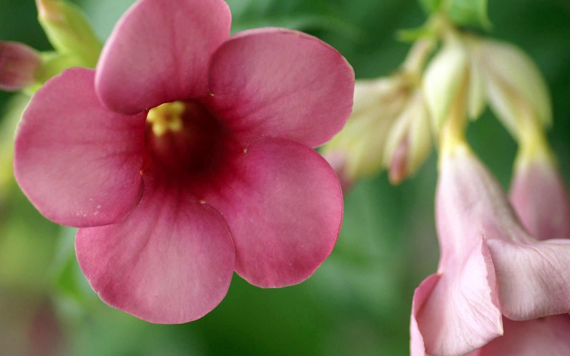 Скачать обои бесплатно Растение, Макро, Цветы, Розовый, Листья картинка на рабочий стол ПК