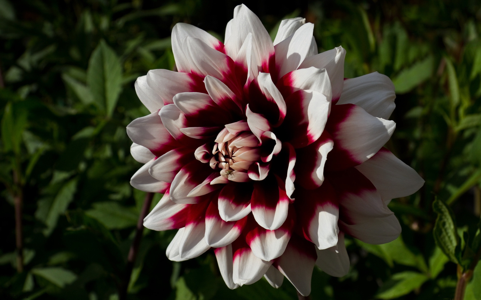 Téléchargez gratuitement l'image Fleurs, Fleur, Terre/nature sur le bureau de votre PC