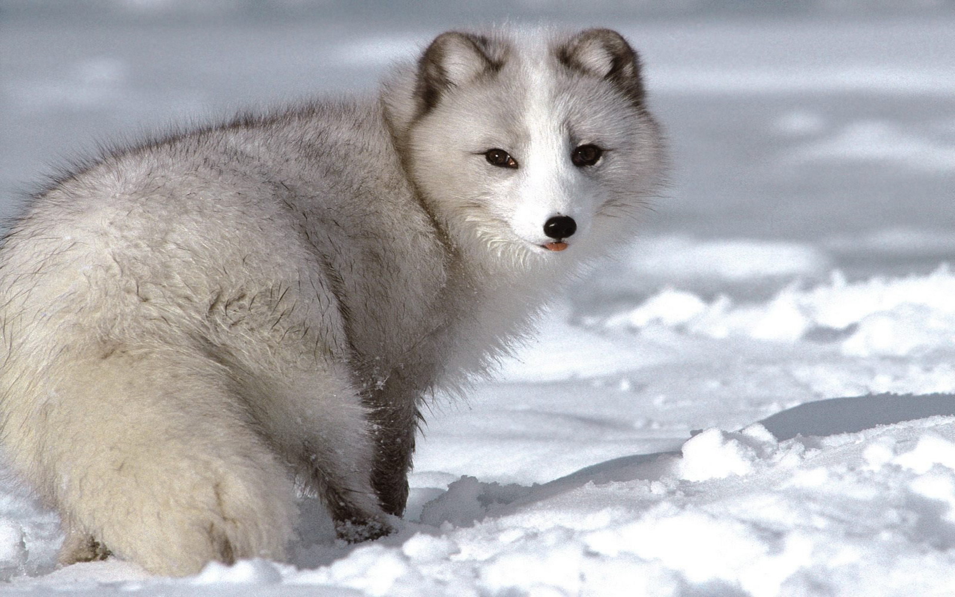 283657 baixar papel de parede animais, raposa do ártico, fofo, cães - protetores de tela e imagens gratuitamente