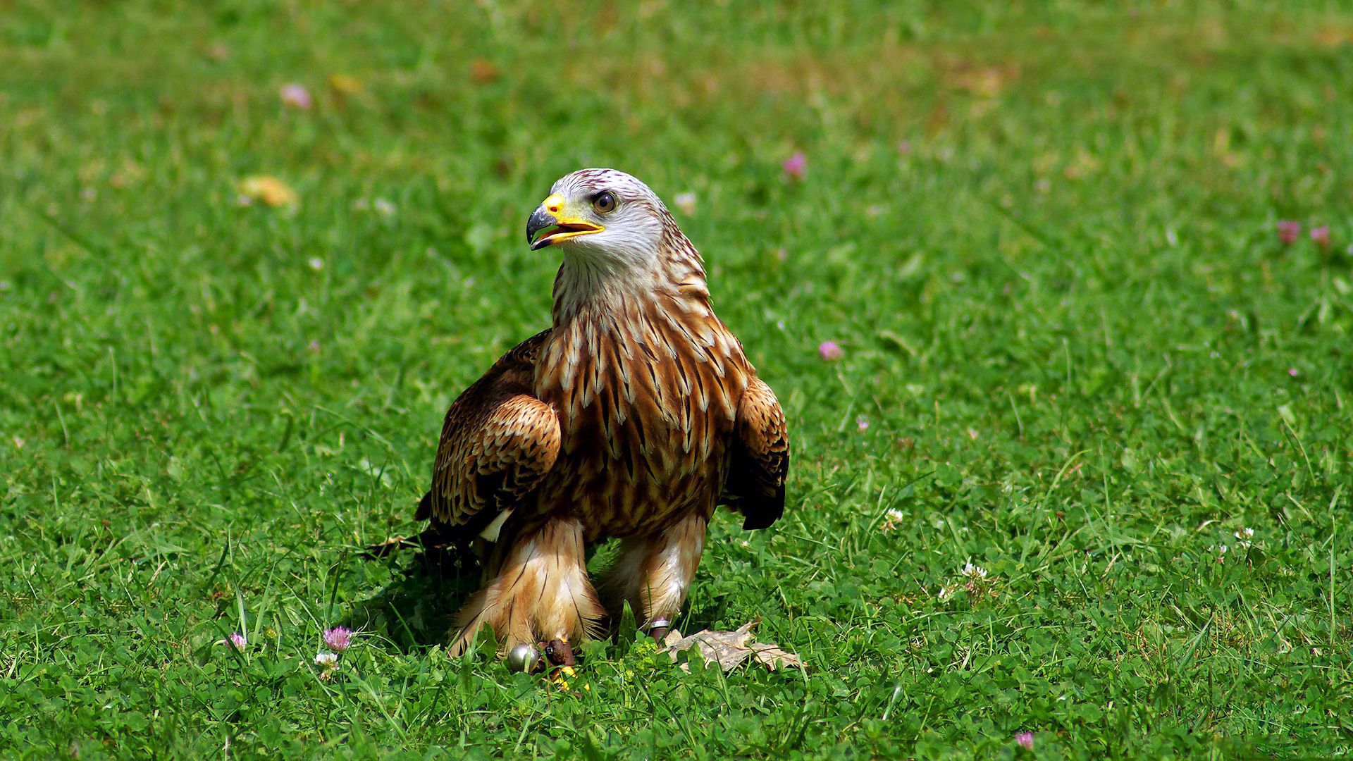 Download mobile wallpaper Eagle, Animals, Grass, Predator, Bird for free.