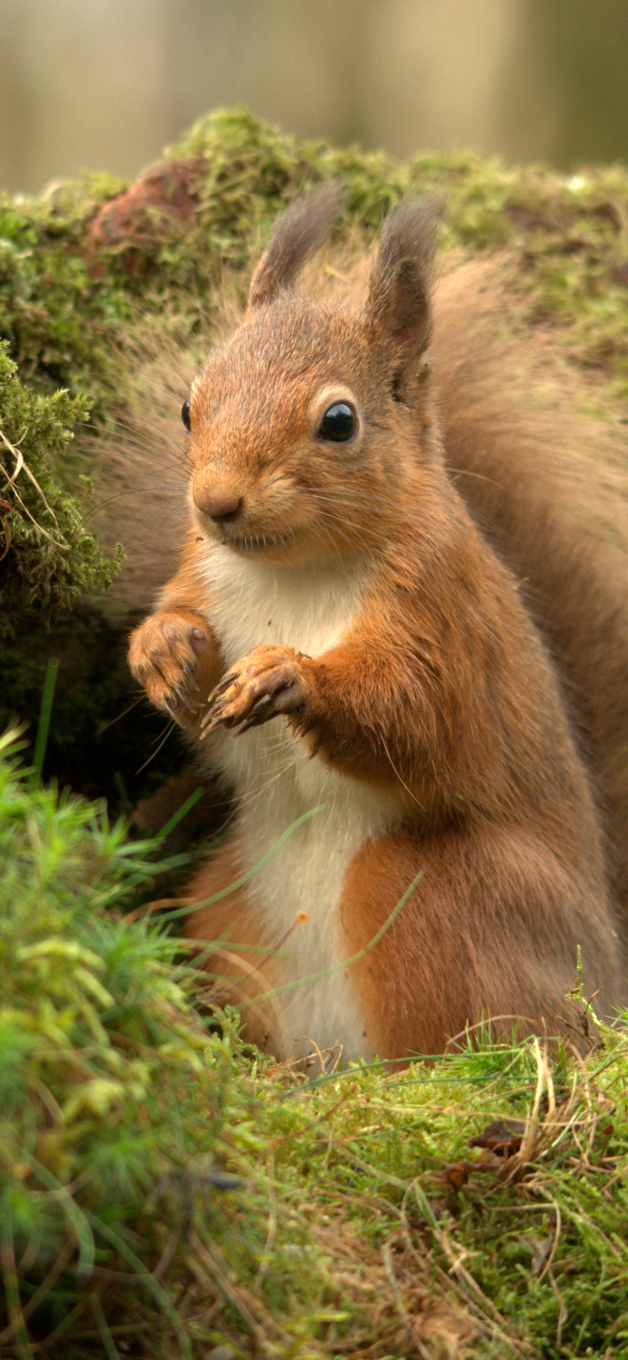 Handy-Wallpaper Tiere, Eichhörnchen kostenlos herunterladen.