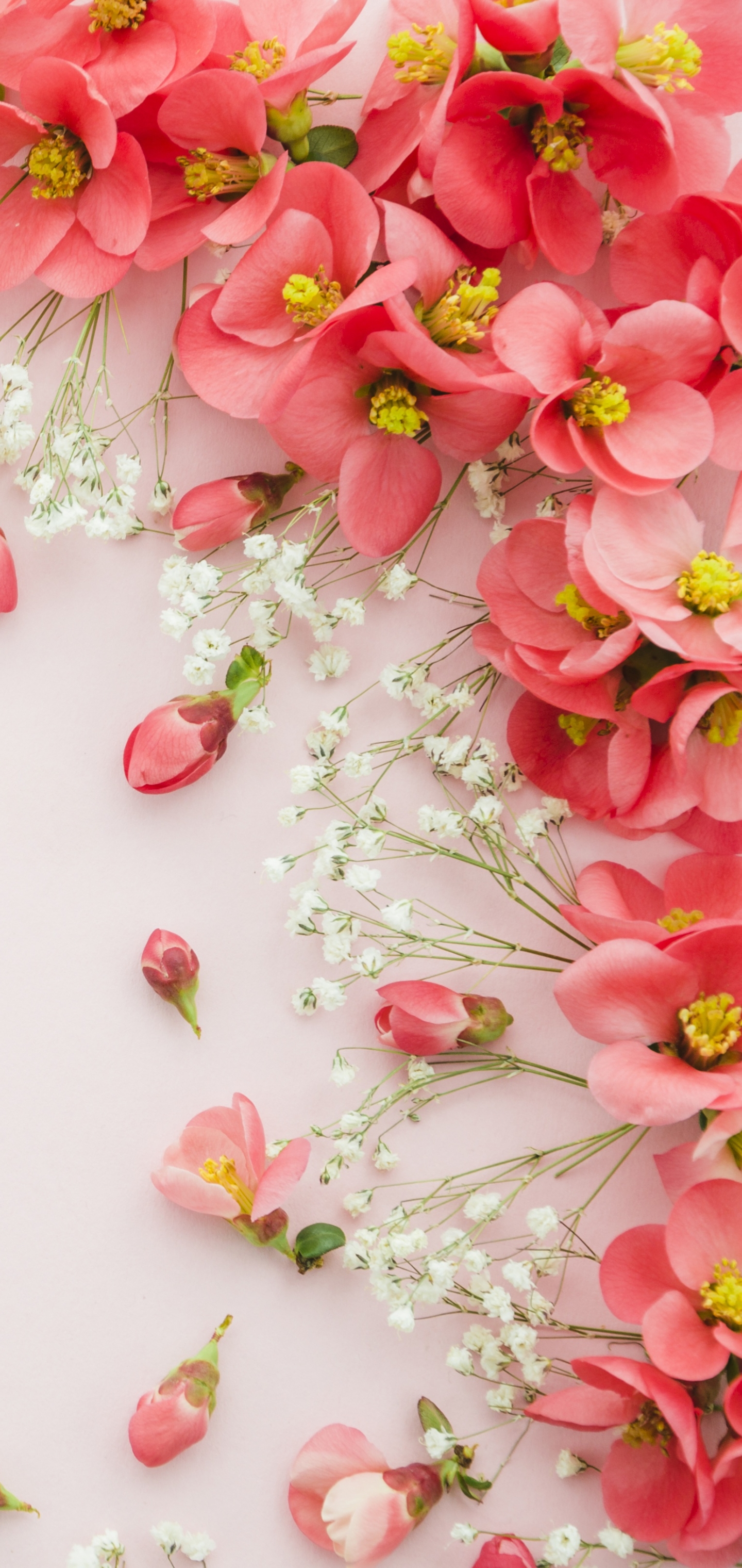 Handy-Wallpaper Blume, Menschengemacht, Pinke Blume, Stillleben kostenlos herunterladen.