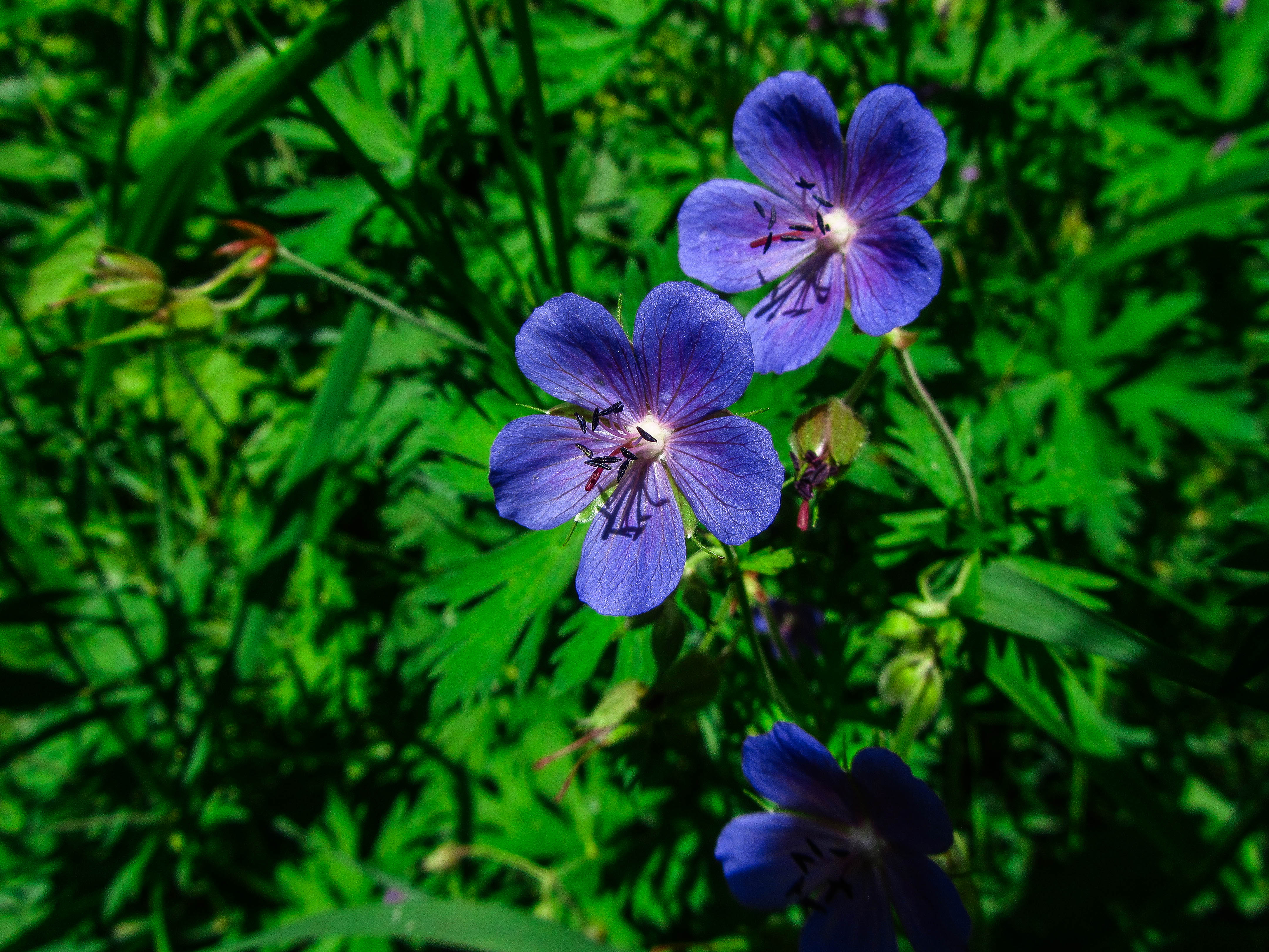 Download mobile wallpaper Flowers, Flower, Earth, Purple Flower for free.