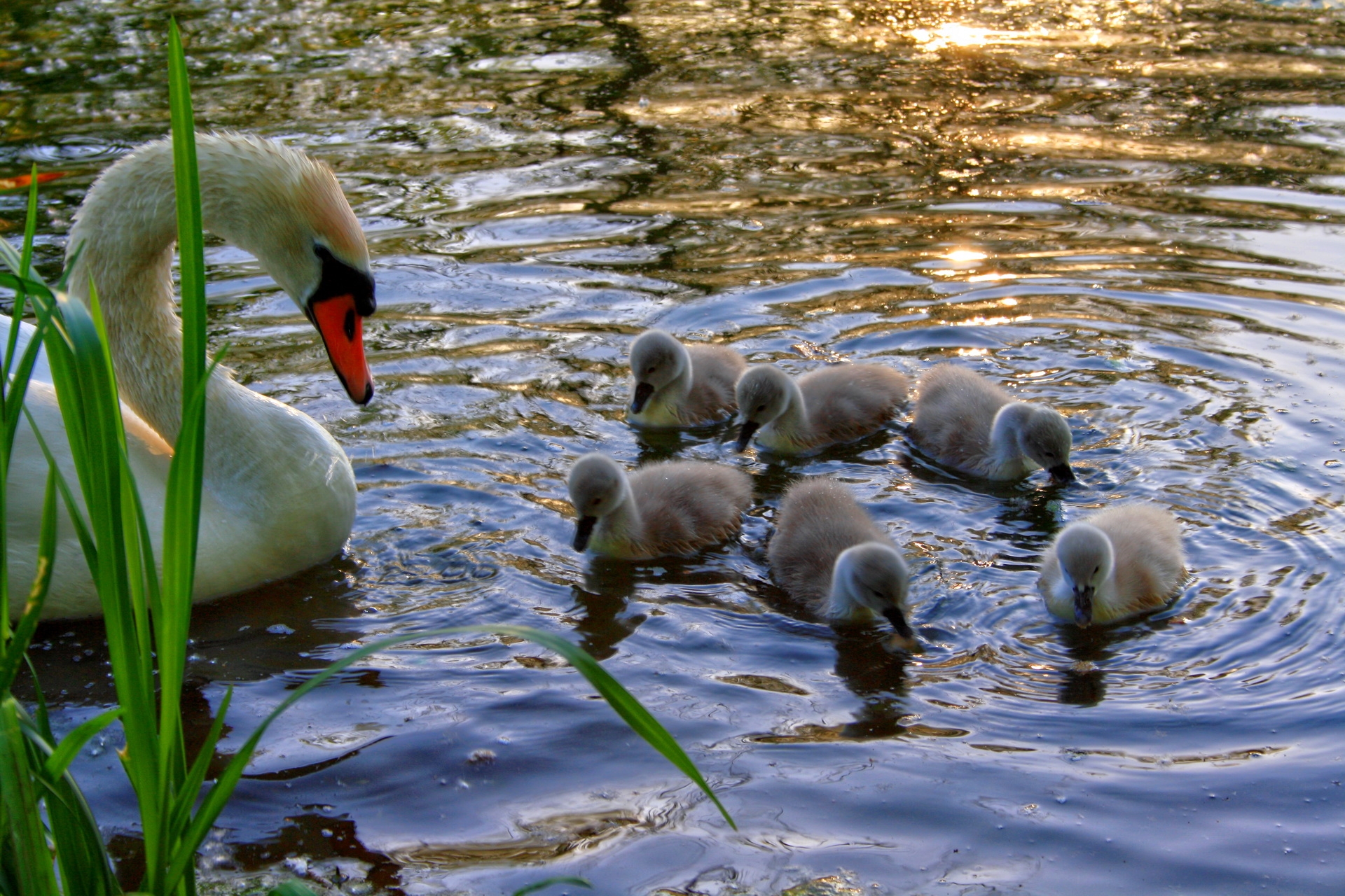 animals, lake, young, to swim, swim, swan, cubs