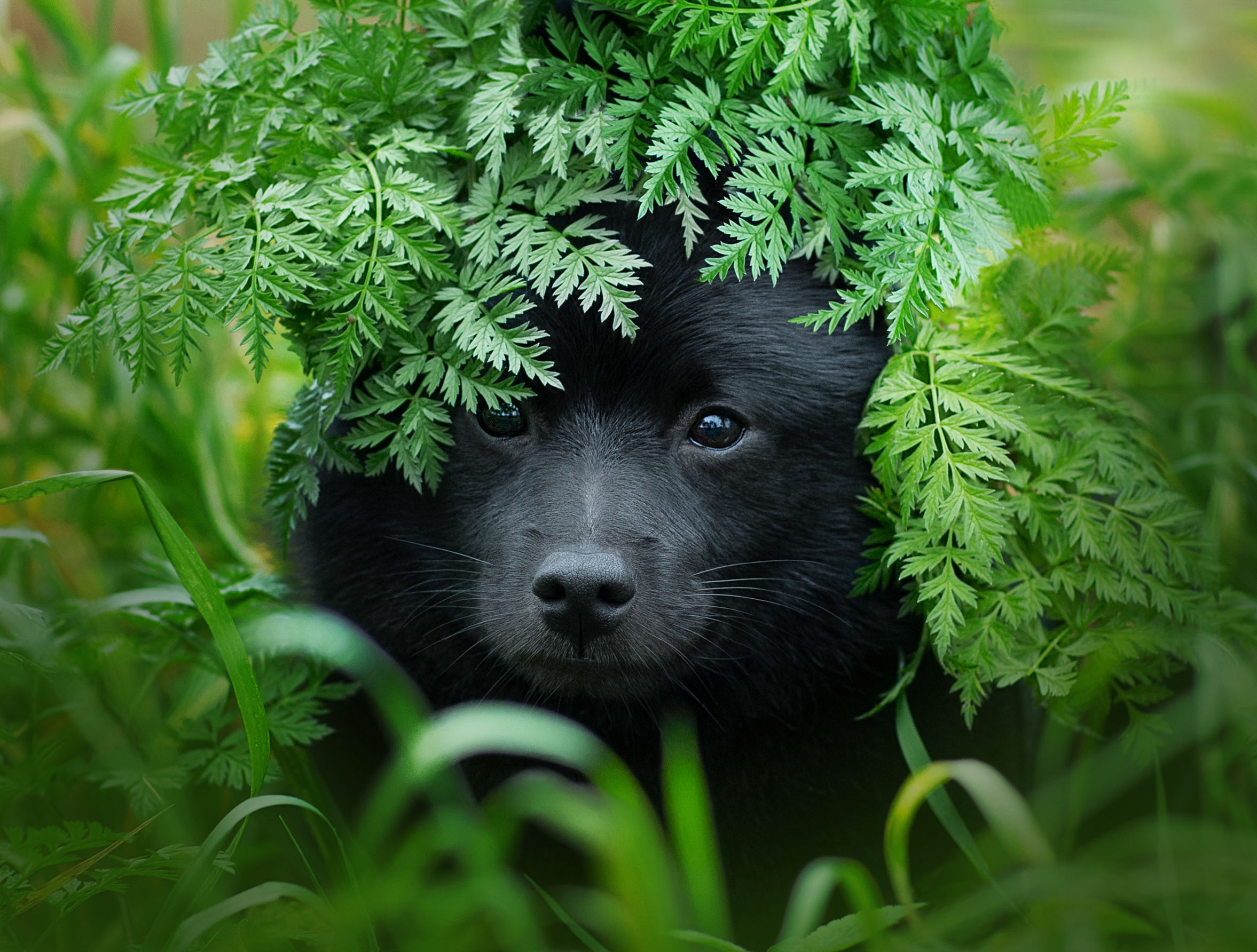 PCデスクトップに動物, 犬, 子犬, 赤ちゃん動物, 見詰める画像を無料でダウンロード