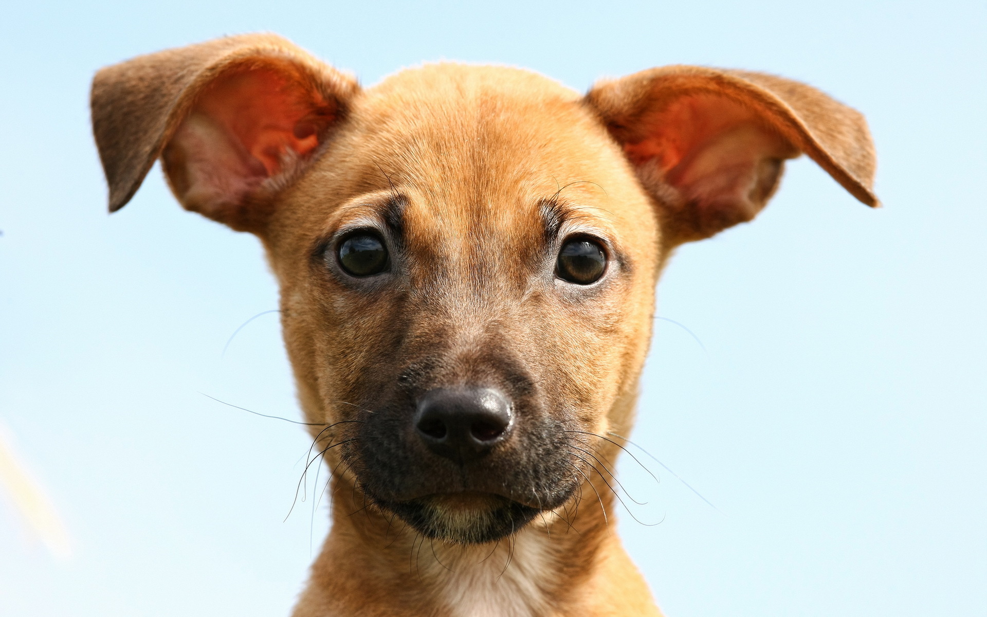 Baixe gratuitamente a imagem Animais, Cães, Cão, Fofo, Filhote na área de trabalho do seu PC
