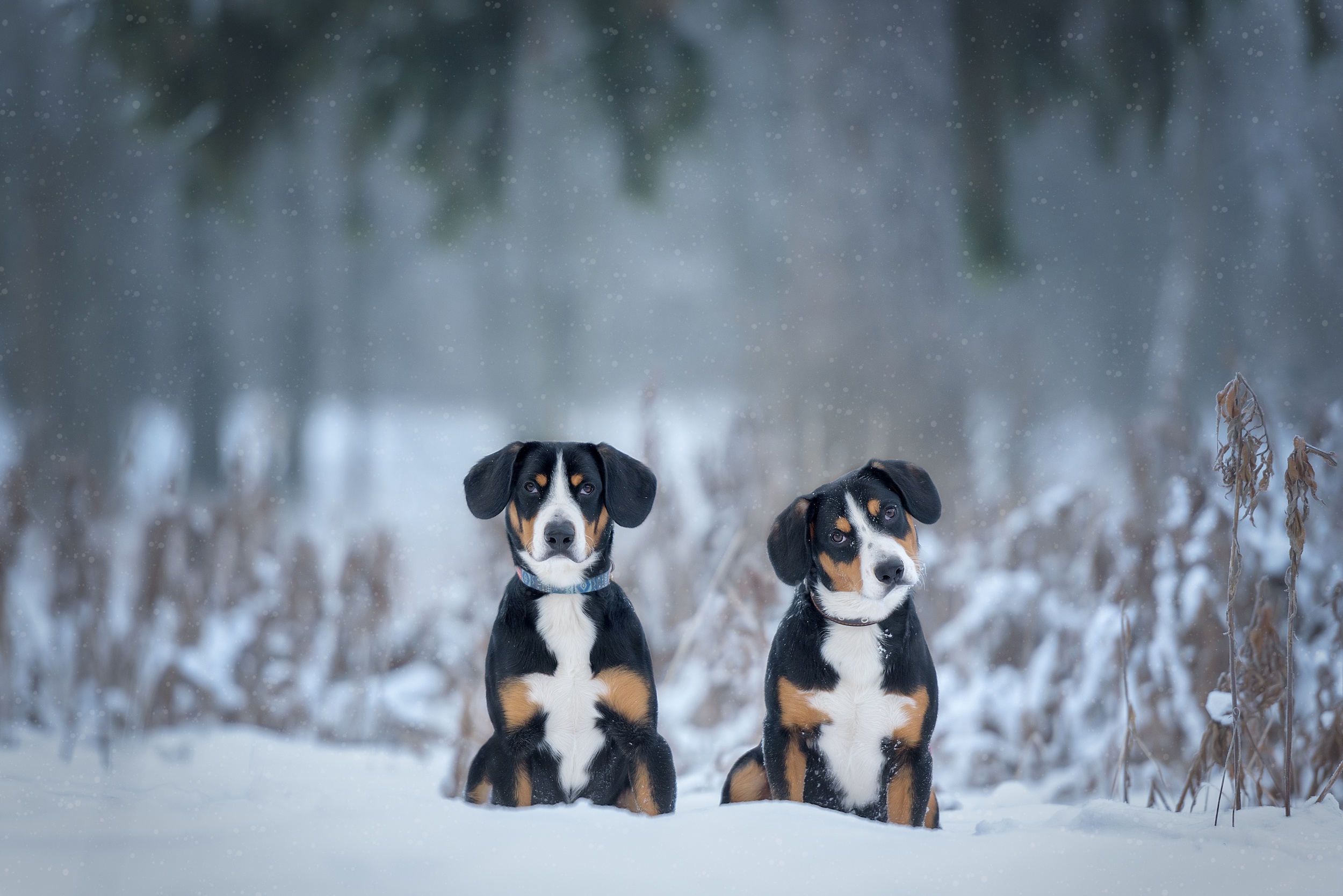 495916壁紙のダウンロード動物, セネンフンド, 犬, 雪, 冬-スクリーンセーバーと写真を無料で