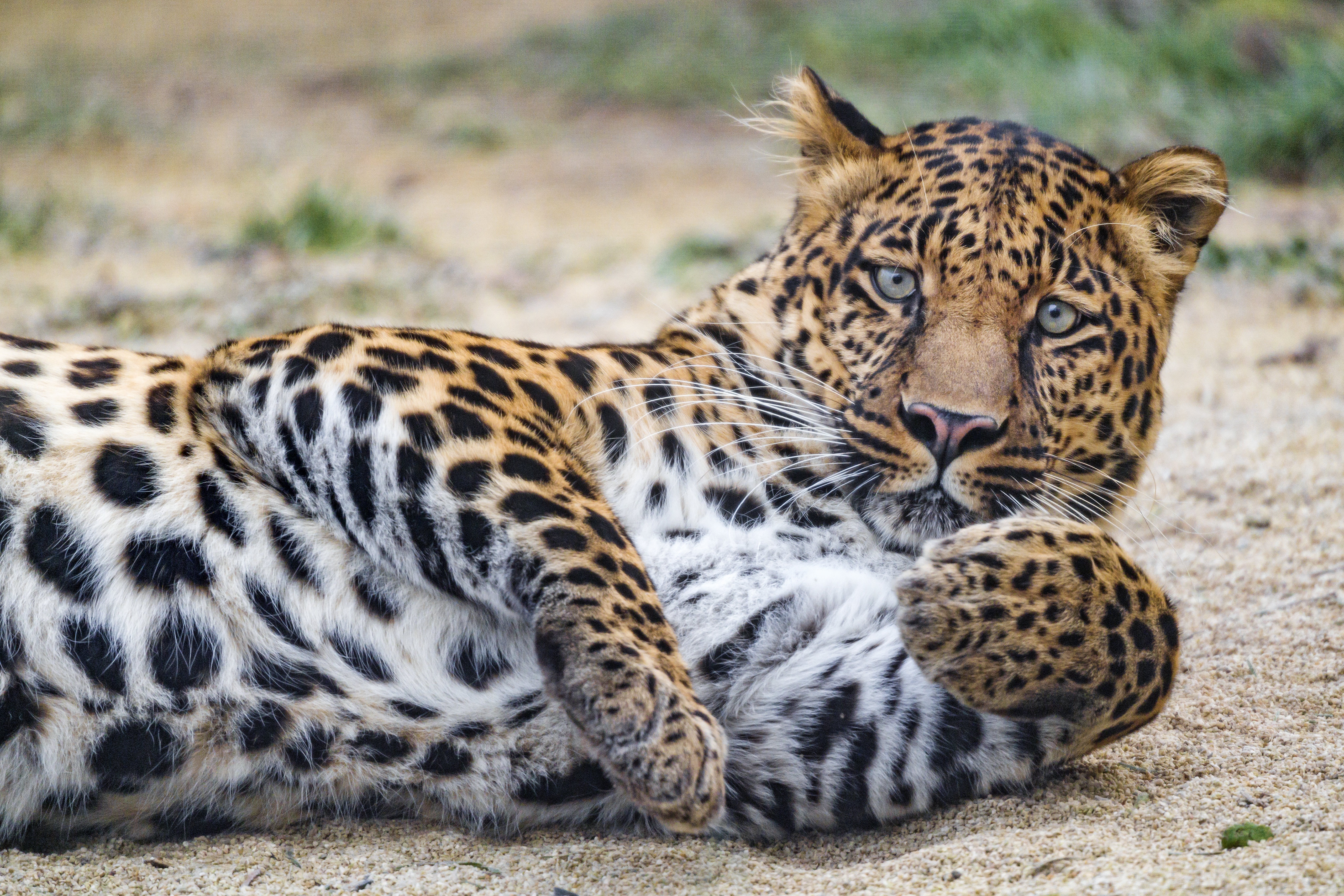 Descarga gratuita de fondo de pantalla para móvil de Animales, Gatos, Leopardo.