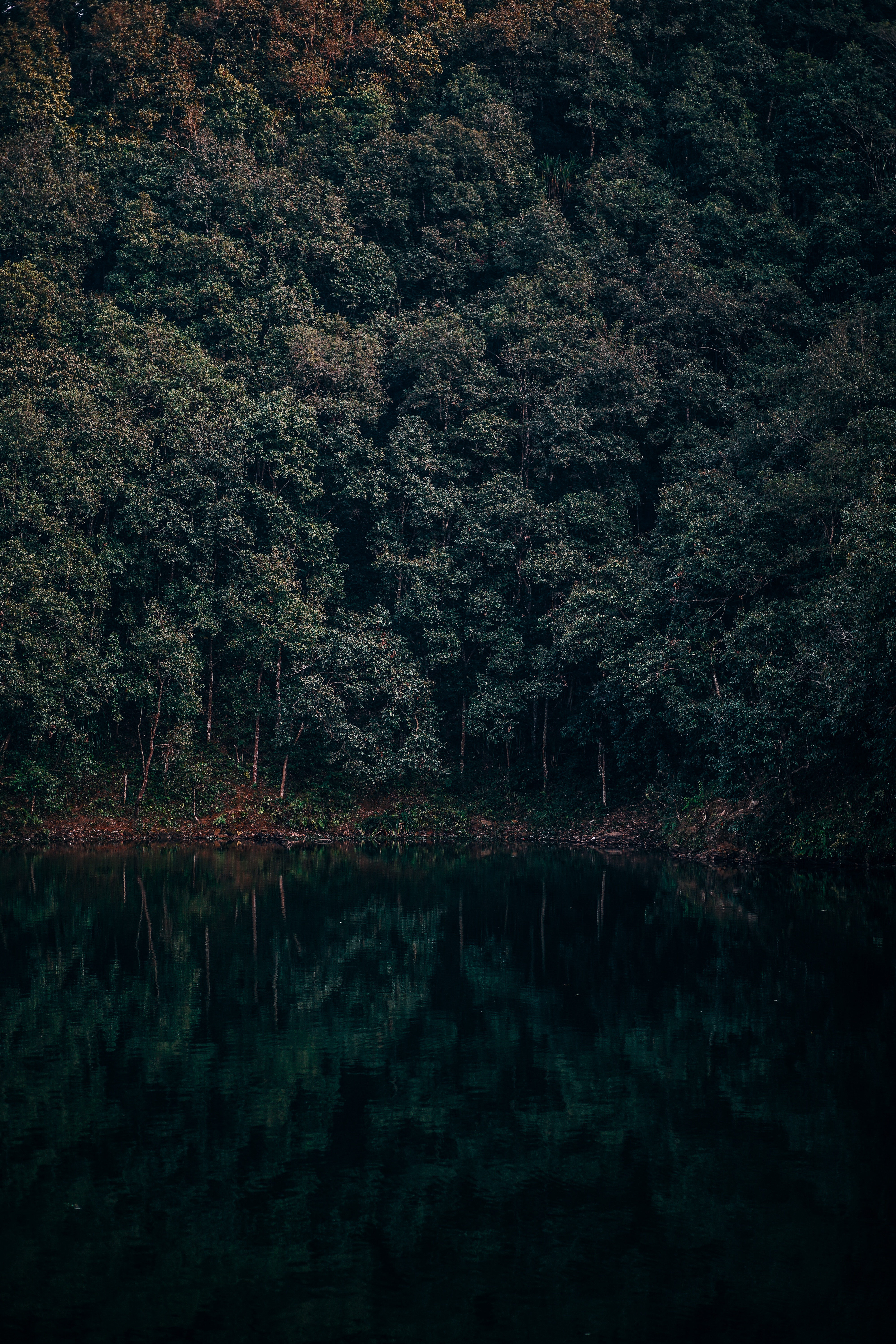 63007 descargar imagen naturaleza, árboles, lago, reflexión, bosque, nepal, begnas, lehnat, lejnat: fondos de pantalla y protectores de pantalla gratis