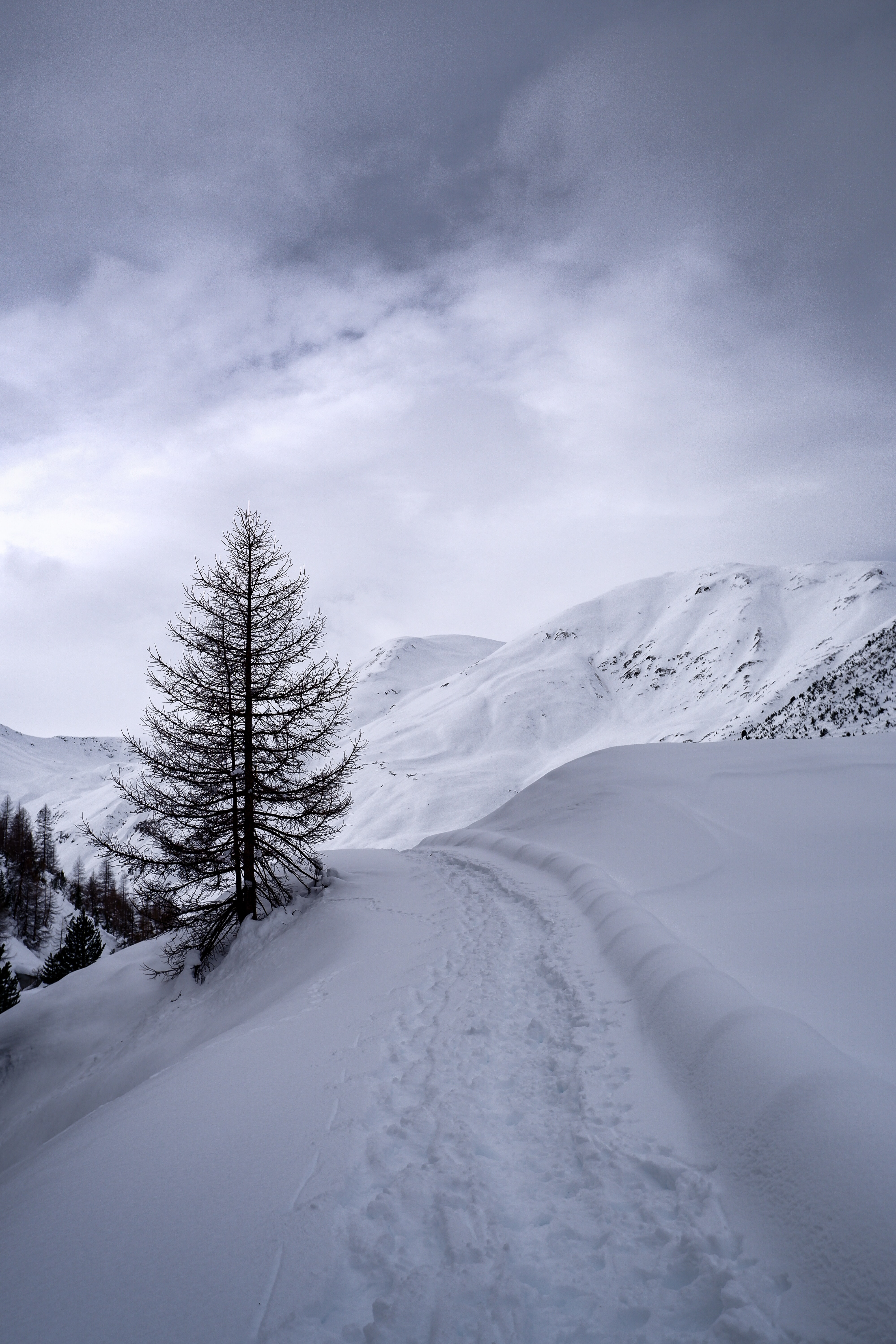 path, winter, nature, mountains, snow, wood, tree 4K