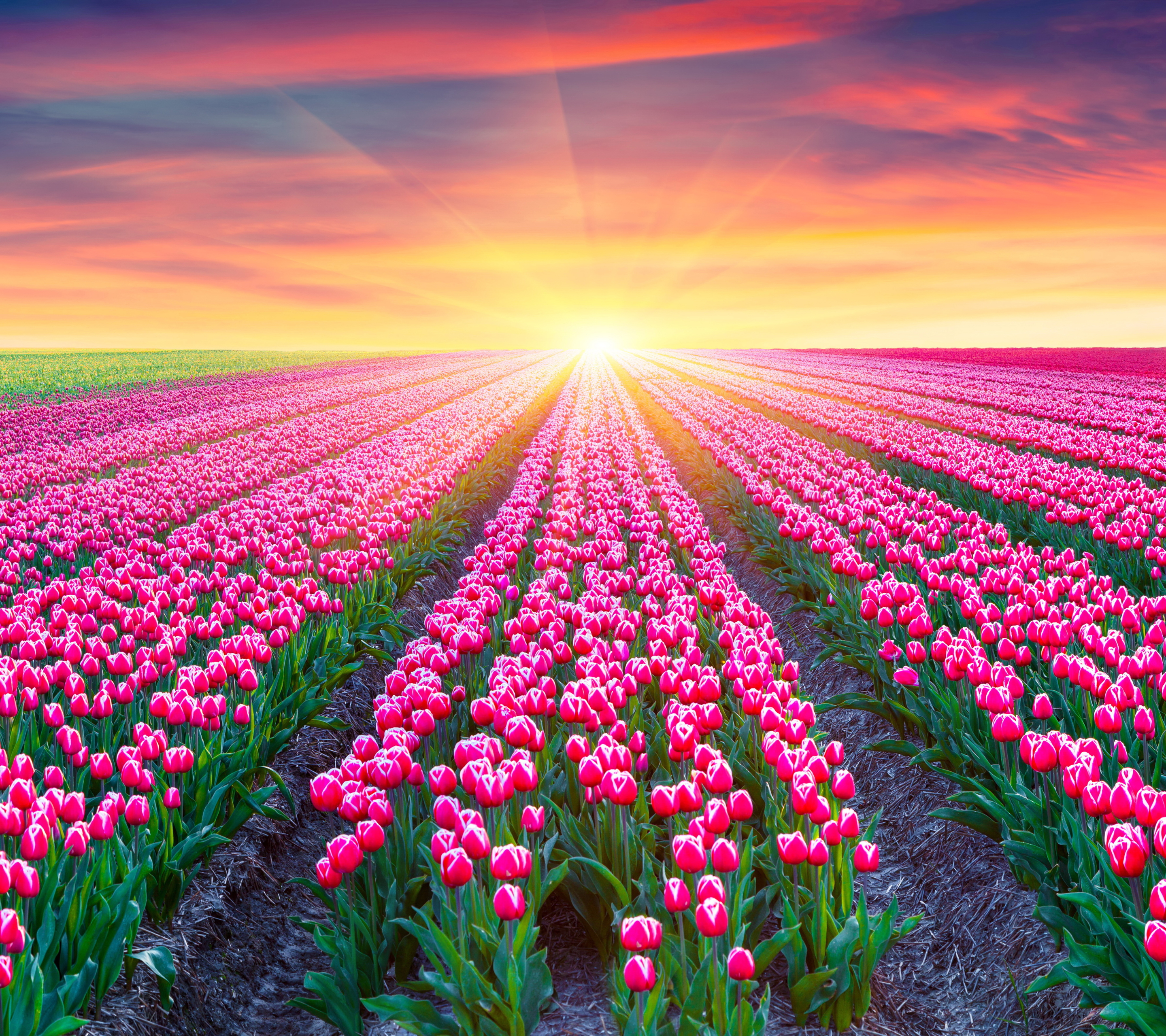 Download mobile wallpaper Flowers, Sunset, Earth, Field, Tulip, Pink Flower, Sunshine for free.