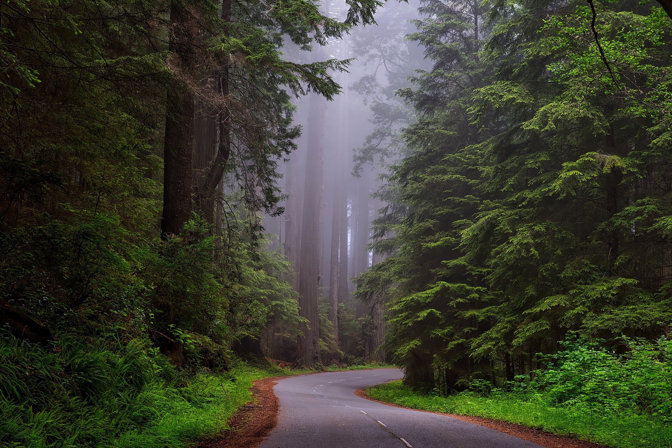 Free download wallpaper Nature, Road, Forest, Tree, Fog, Man Made on your PC desktop