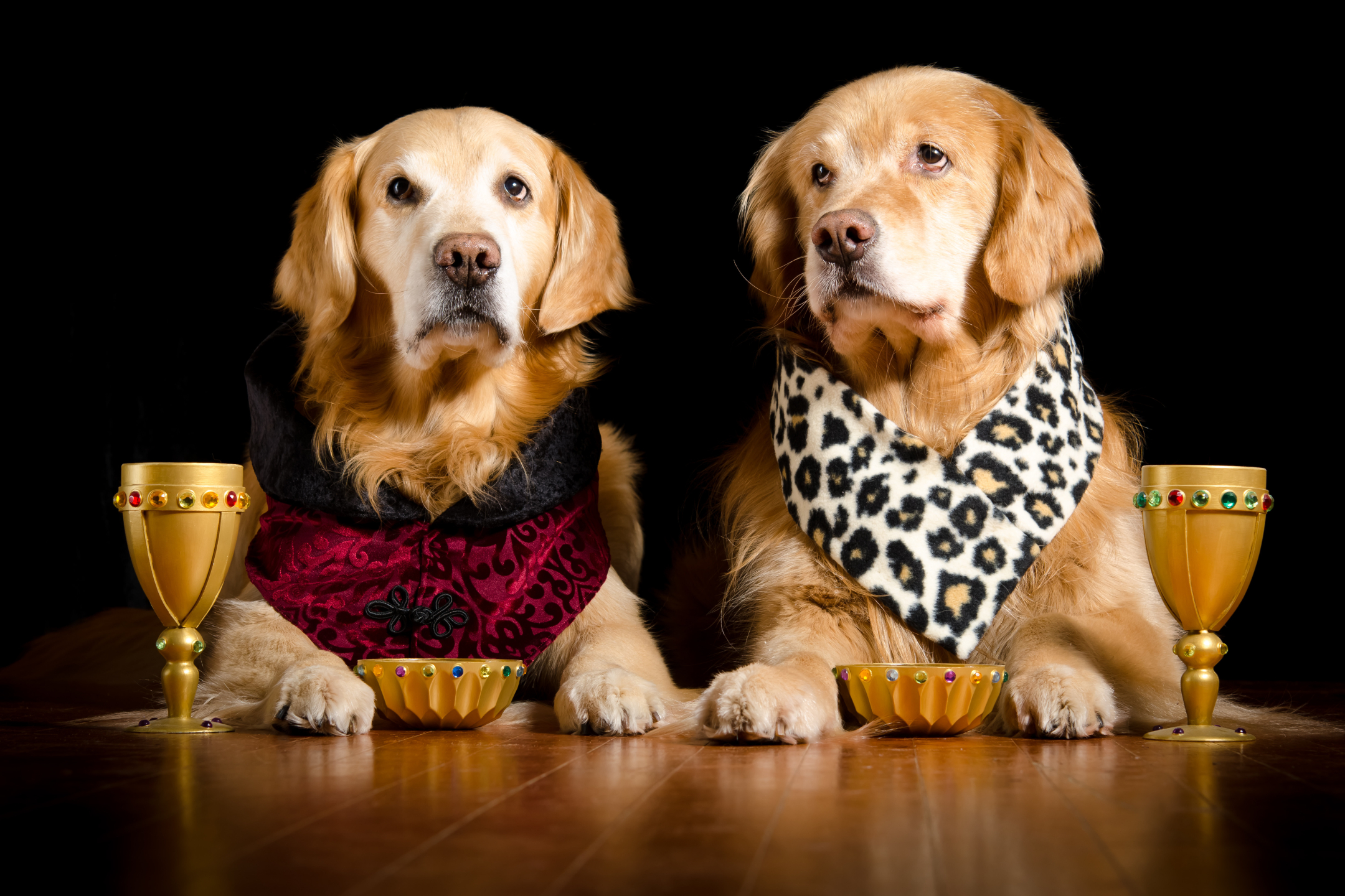 無料モバイル壁紙動物, 犬, ゴールデンレトリバーをダウンロードします。