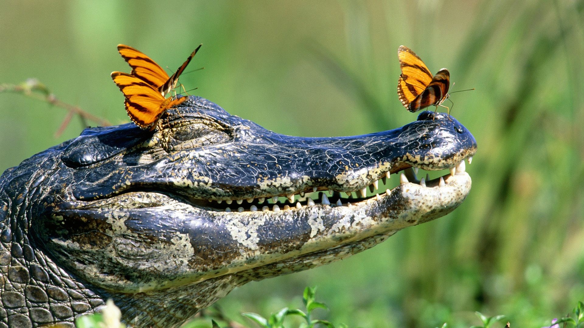 Скачать обои бесплатно Животные, Крокодил картинка на рабочий стол ПК