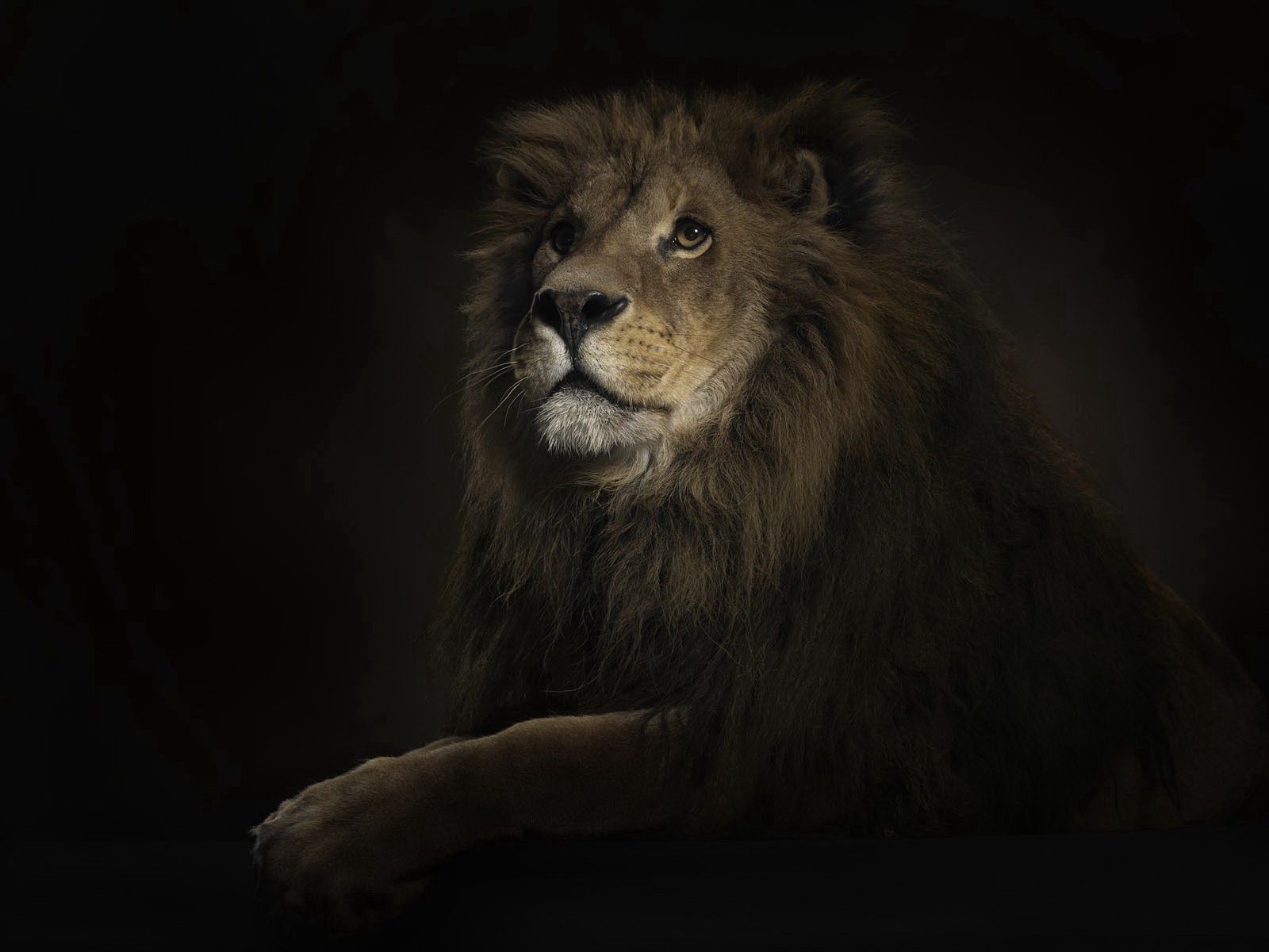 Free download wallpaper Animals, Shadow, Predator, Big Cat, Lion on your PC desktop