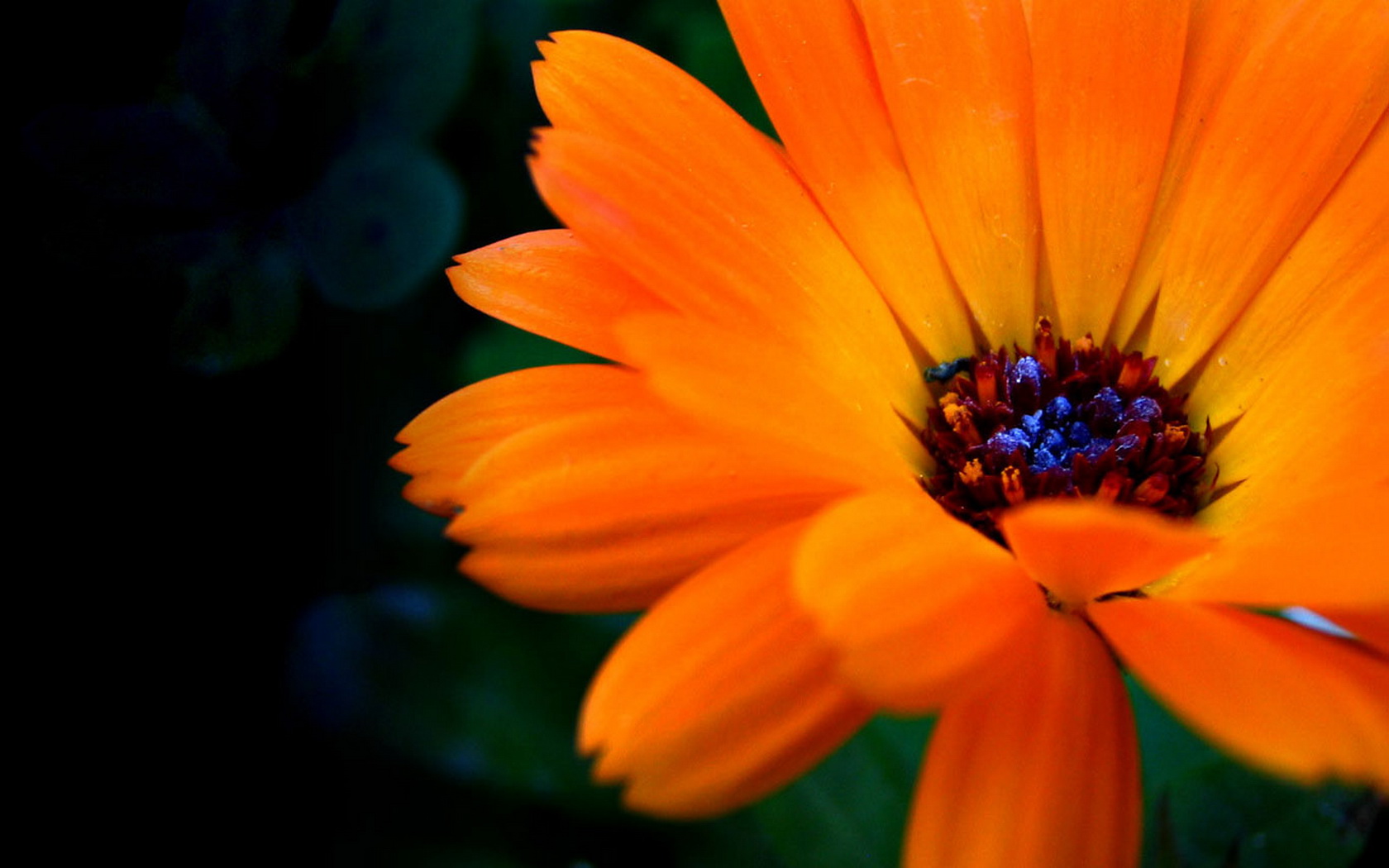 Téléchargez gratuitement l'image Fleurs, Fleur, Terre/nature sur le bureau de votre PC