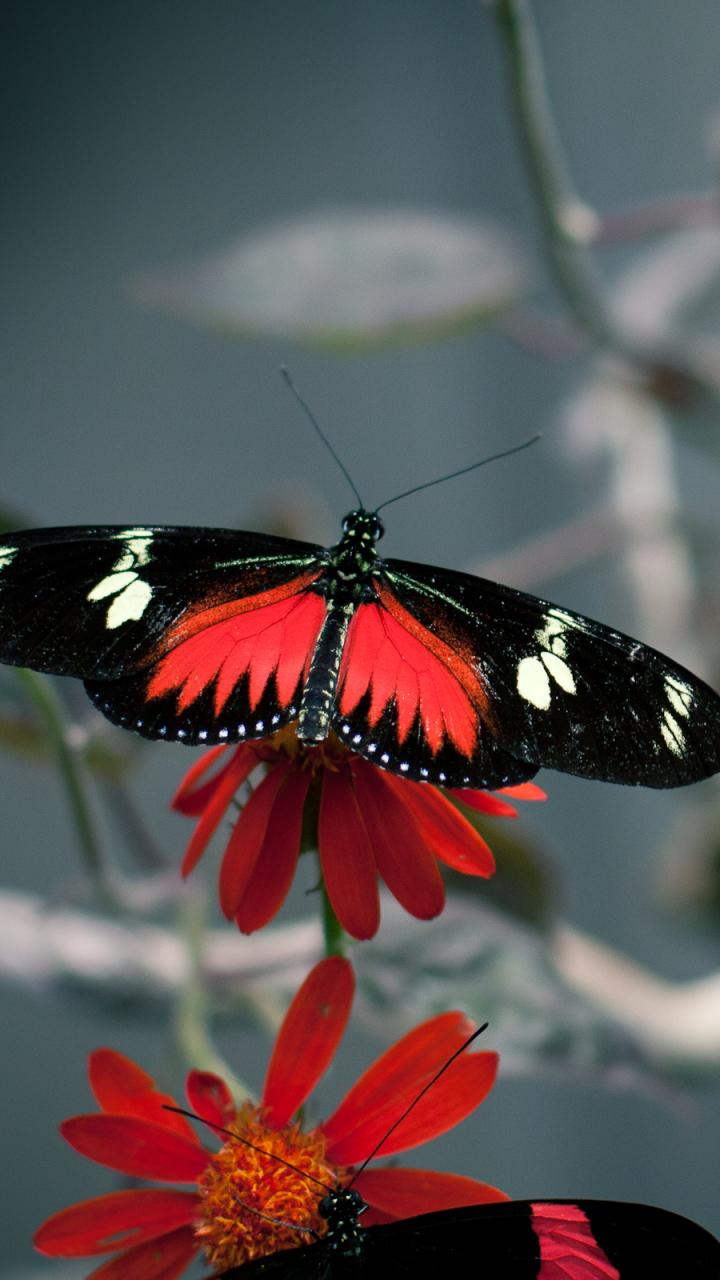 Descarga gratuita de fondo de pantalla para móvil de Animales, Mariposa.