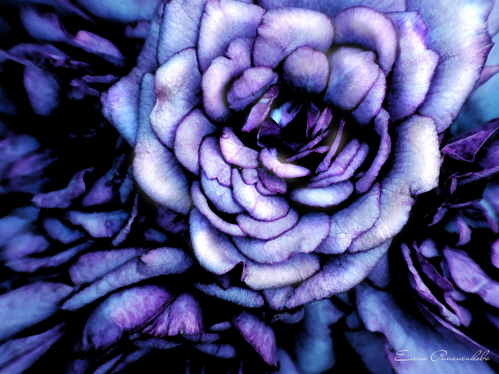 Descarga gratis la imagen Plantas, Flores, Roses, Imágenes en el escritorio de tu PC