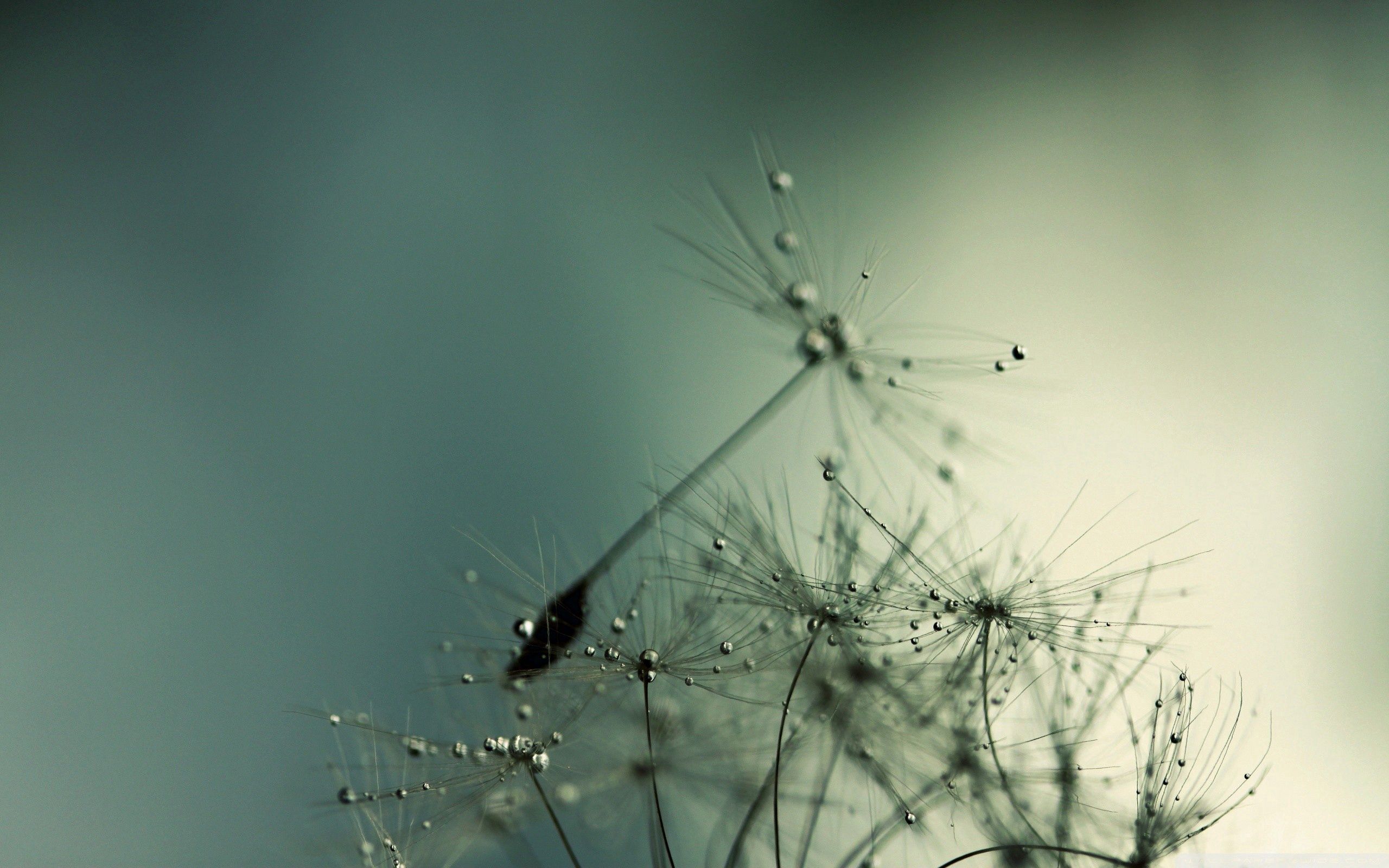 dandelion, macro, shadow, drops, seeds, seed