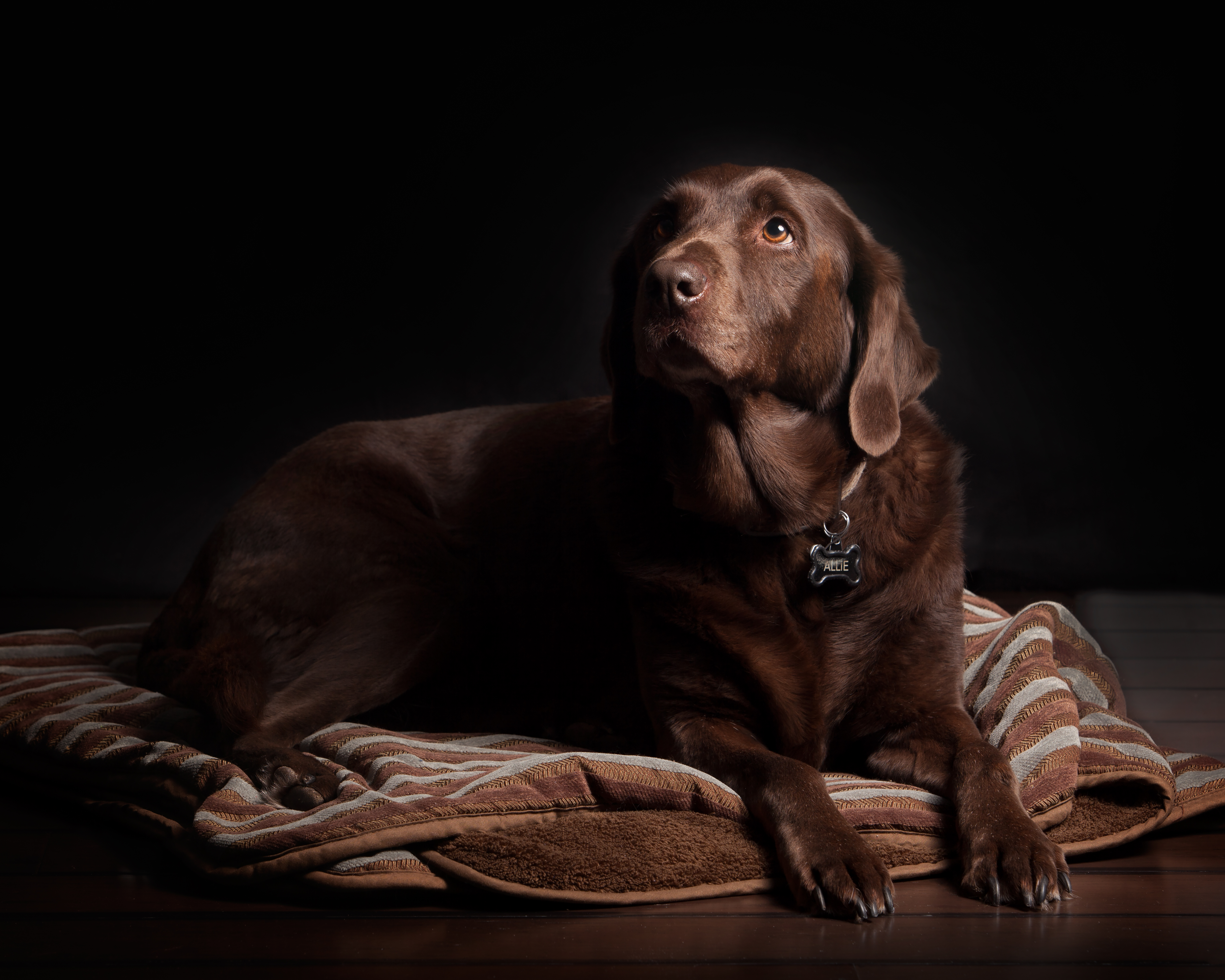 Free download wallpaper Dogs, Dog, Close Up, Brown, Animal, Labrador Retriever on your PC desktop