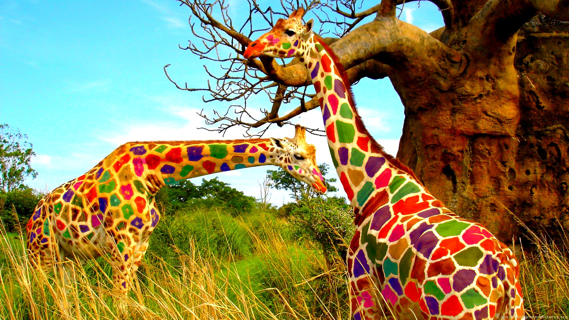 612020 скачать обои животные, жирафа - заставки и картинки бесплатно