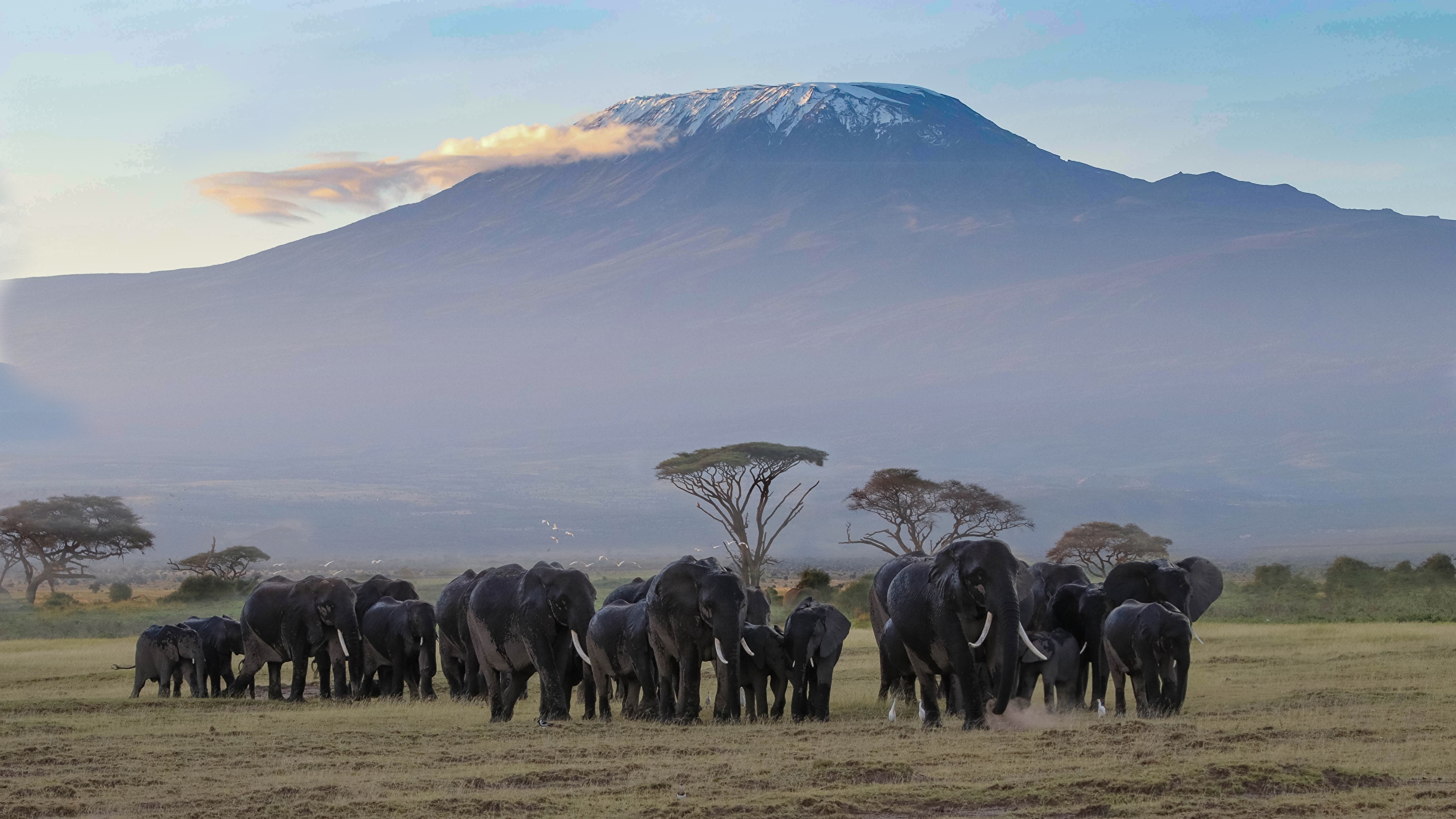 Téléchargez des papiers peints mobile Animaux, Montagne, Afrique, Éléphants, Éléphant De Savane D'afrique gratuitement.