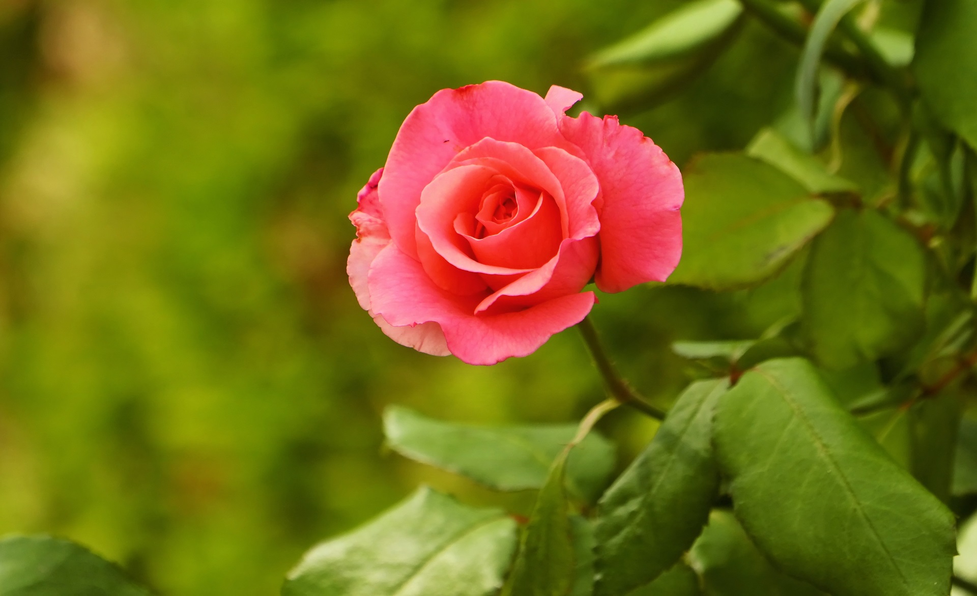 Завантажити шпалери безкоштовно Природа, Квітка, Роза, Земля, Рожева Троянда картинка на робочий стіл ПК