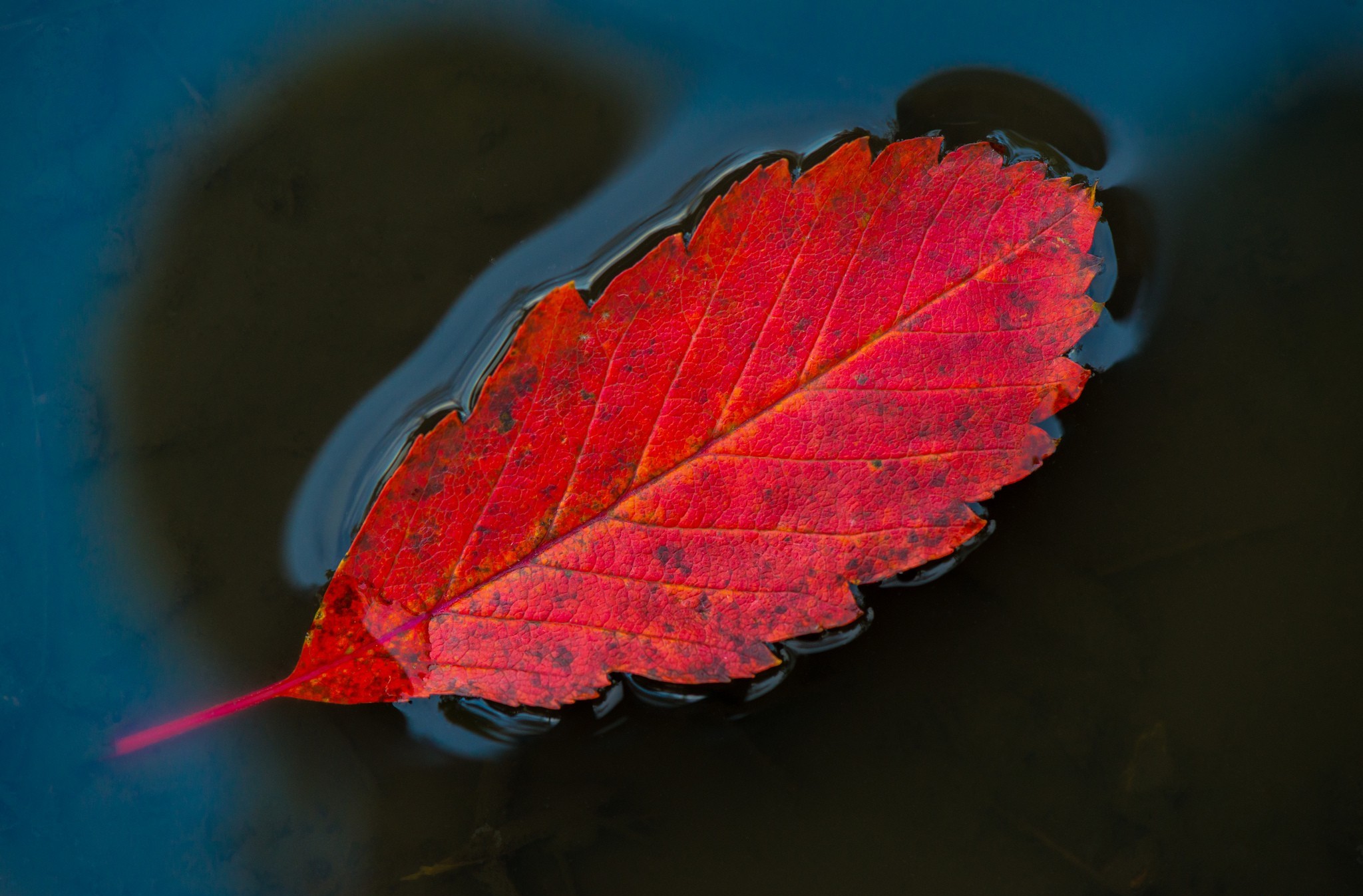 Free download wallpaper Leaf, Fall, Earth on your PC desktop