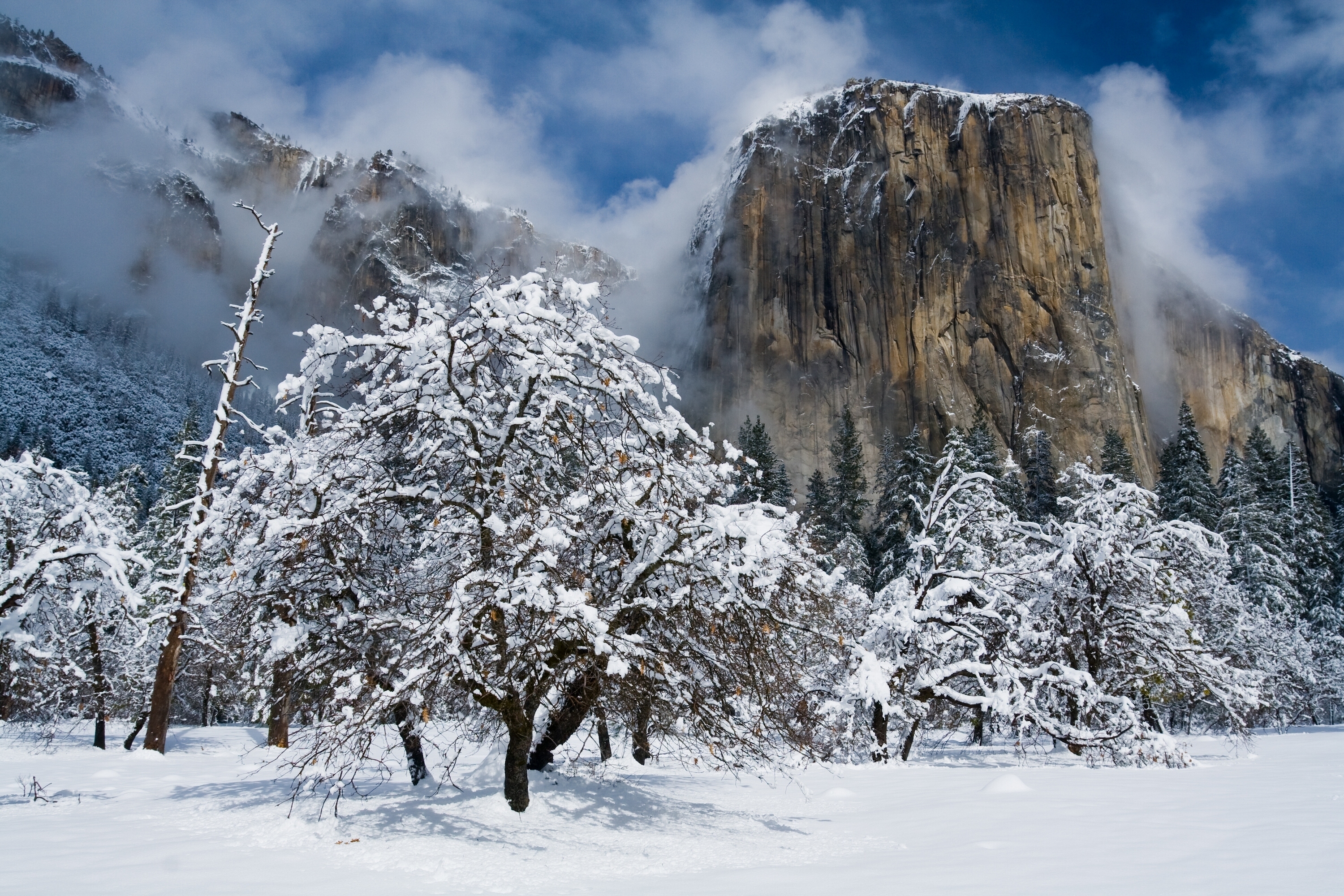 earth, yosemite national park, california, cliff, mountain, nature, snow, tree, winter, national park