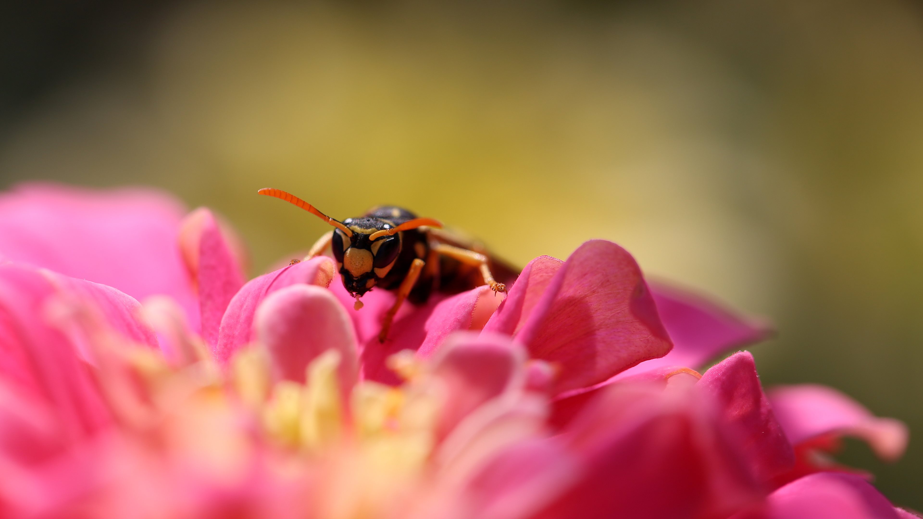 322629 baixar papel de parede animais, vespa, abelha, insetos - protetores de tela e imagens gratuitamente