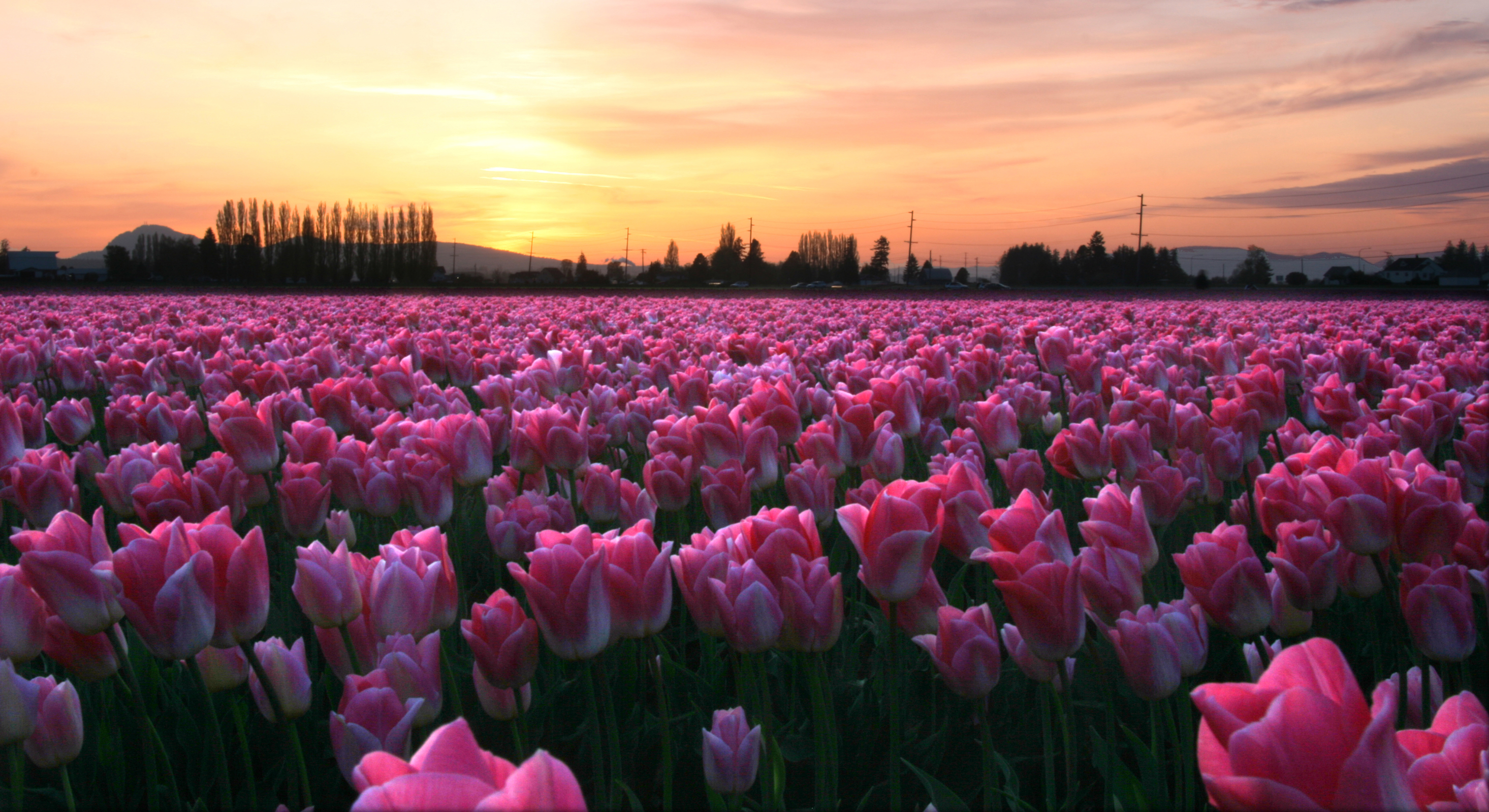 Download mobile wallpaper Flowers, Flower, Earth, Field, Tulip, Pink Flower for free.