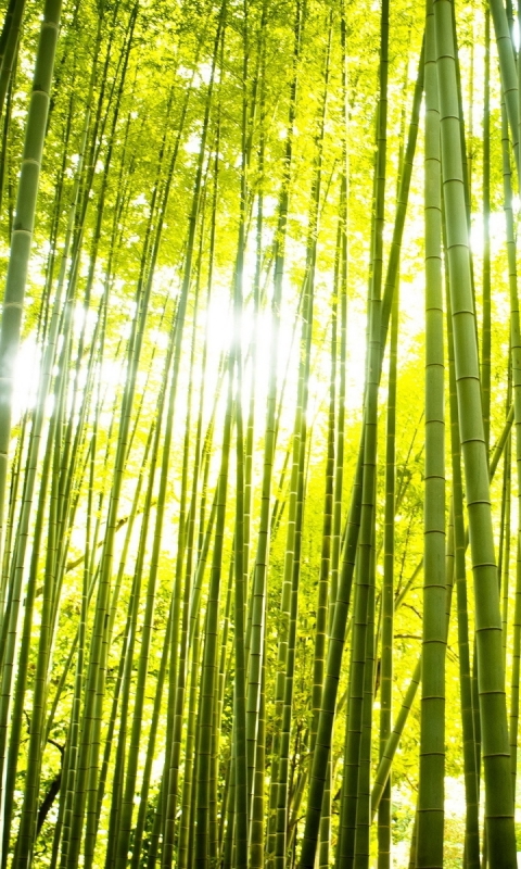 Скачать картинку Лес, Зеленый, Бамбук, Дзен, Земля/природа в телефон бесплатно.