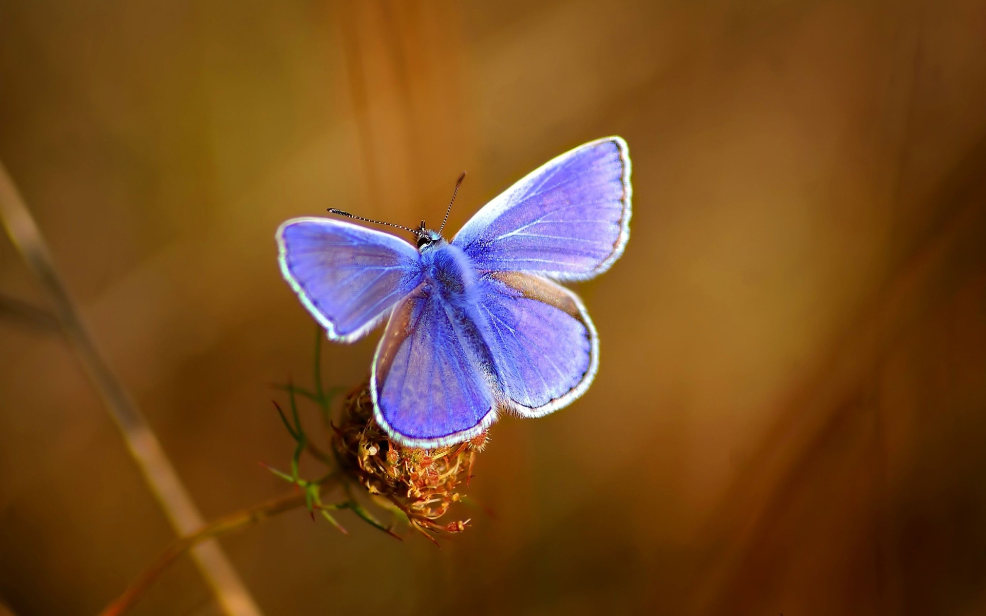 Téléchargez gratuitement l'image Animaux, Papillon sur le bureau de votre PC