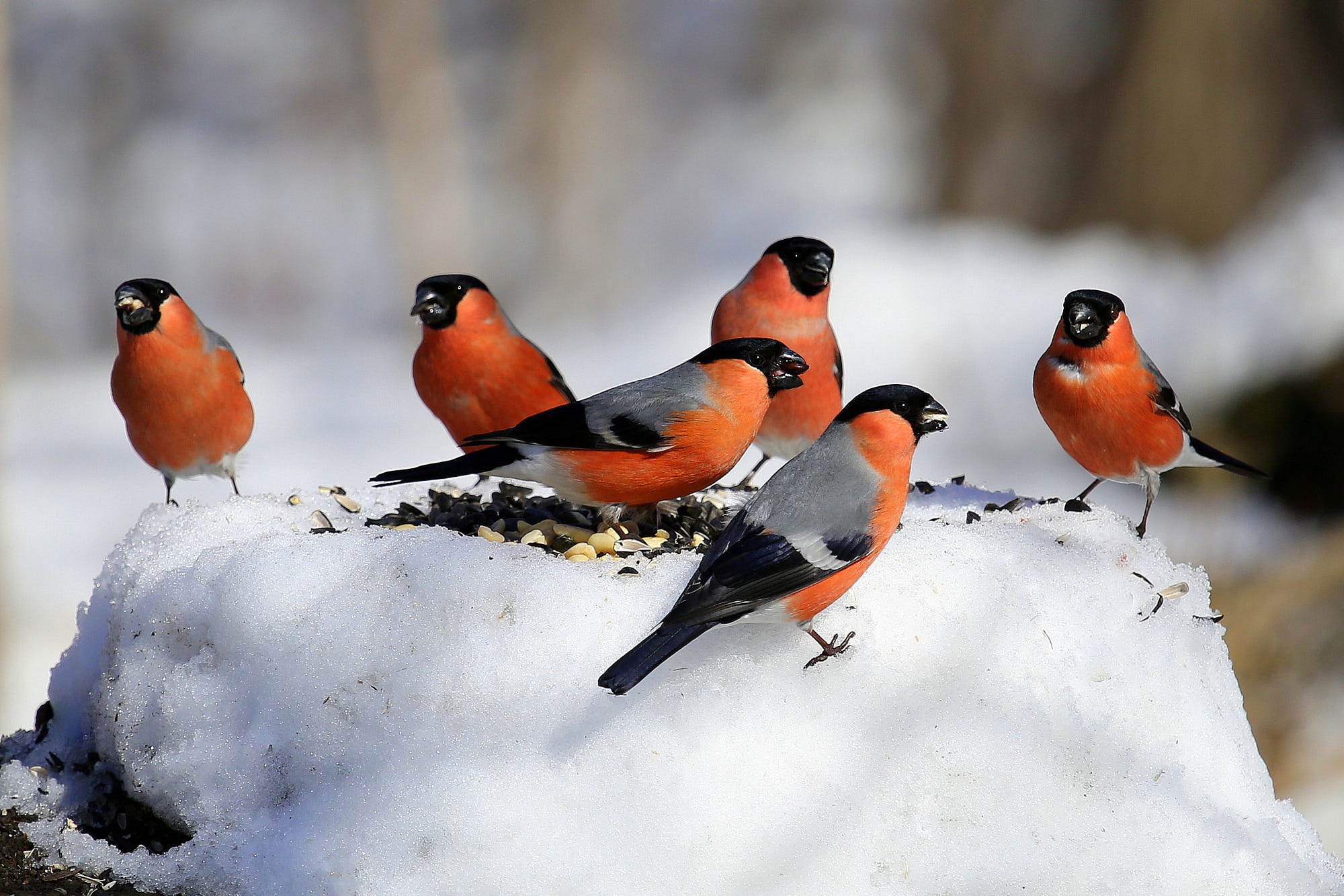 494063 descargar fondo de pantalla animales, piñonero, ave, nieve, invierno, aves: protectores de pantalla e imágenes gratis