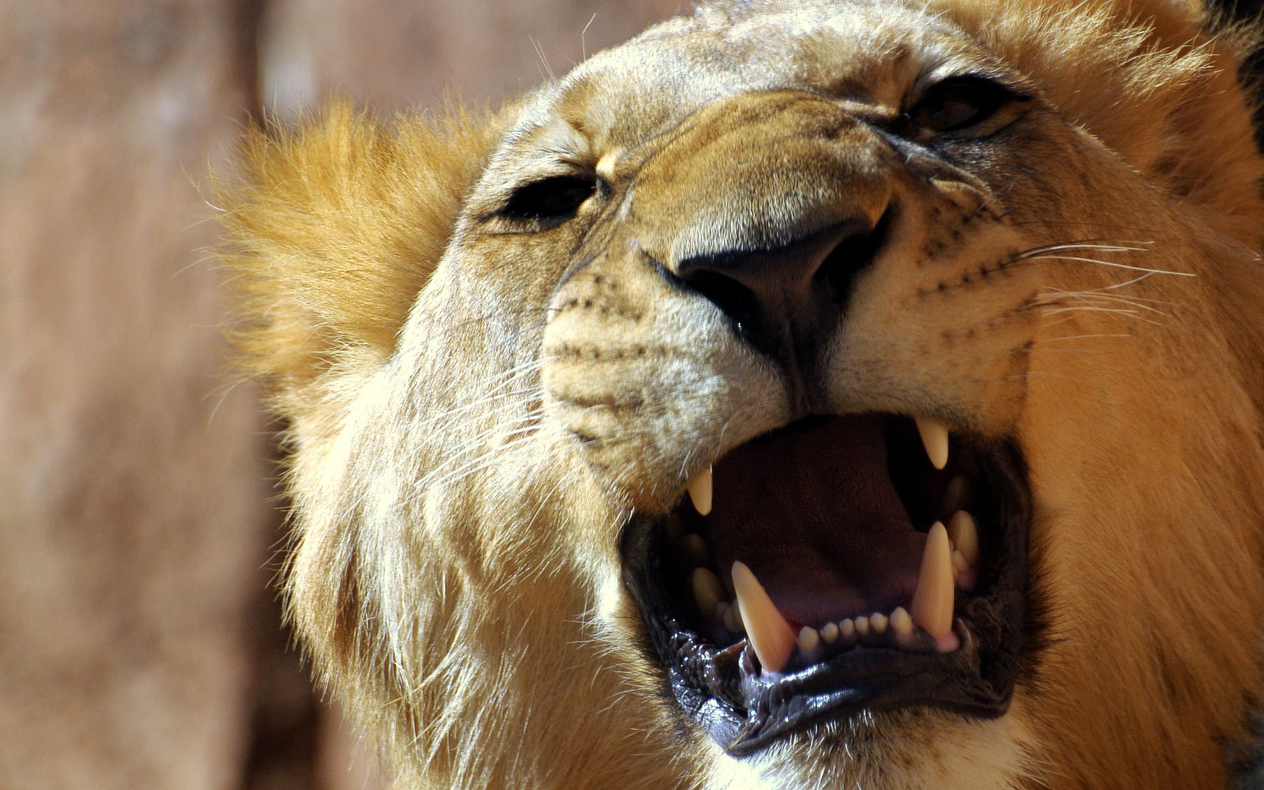 animals, aggression, grin, muzzle, lion, anger wallpaper for mobile