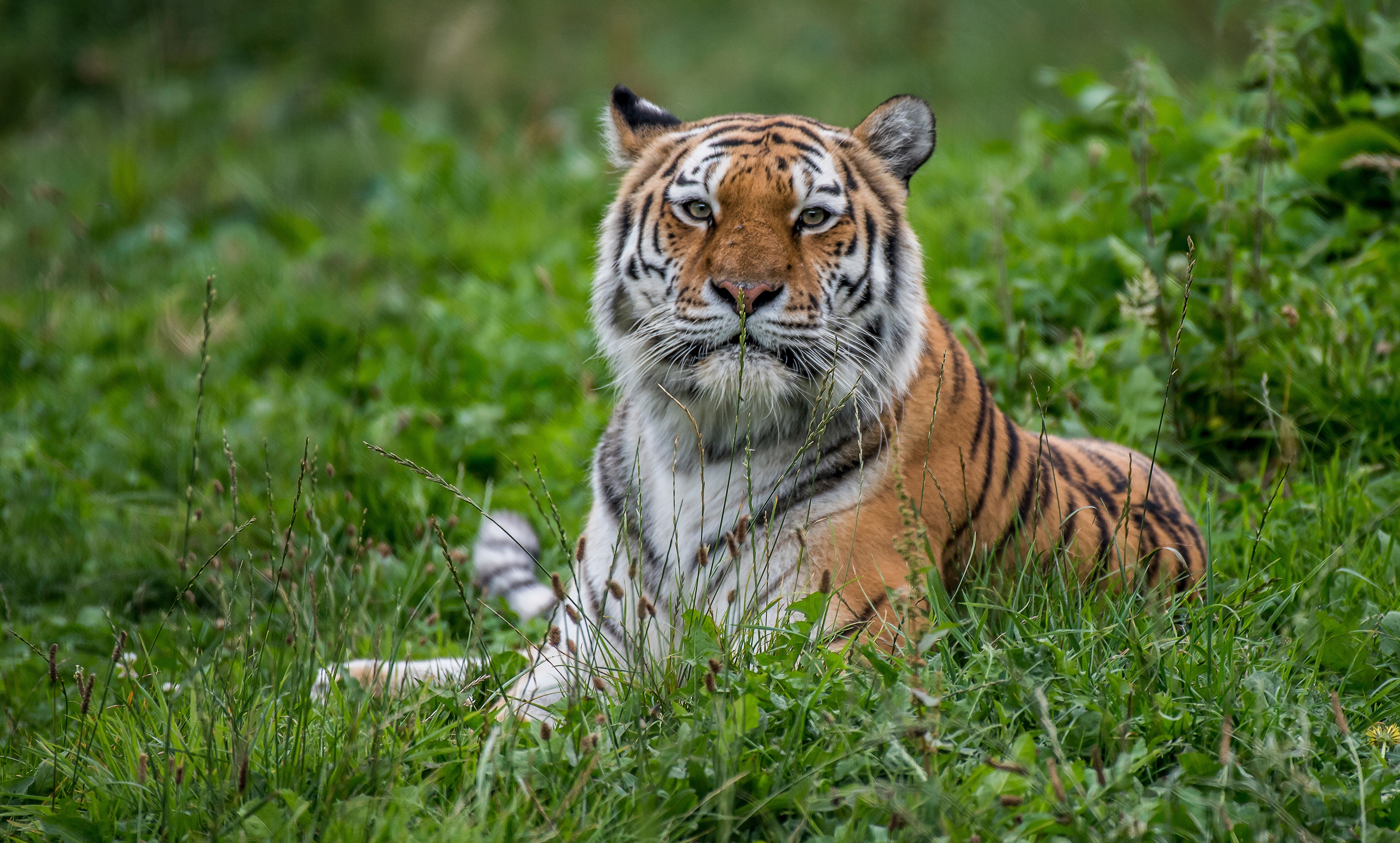 Baixar papel de parede para celular de Gatos, Animais, Tigre gratuito.