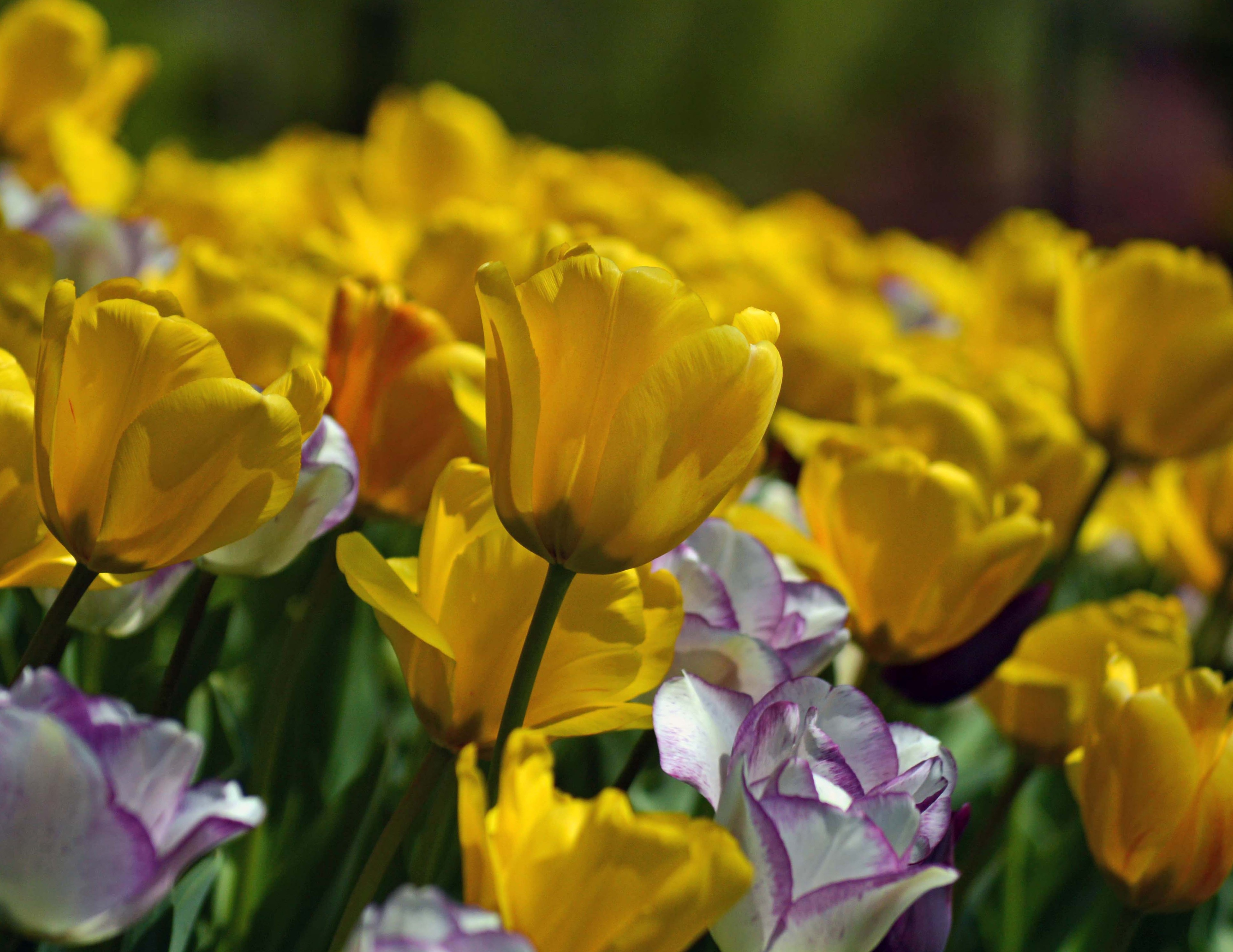 Free download wallpaper Nature, Flowers, Flower, Earth, Tulip, Yellow Flower on your PC desktop