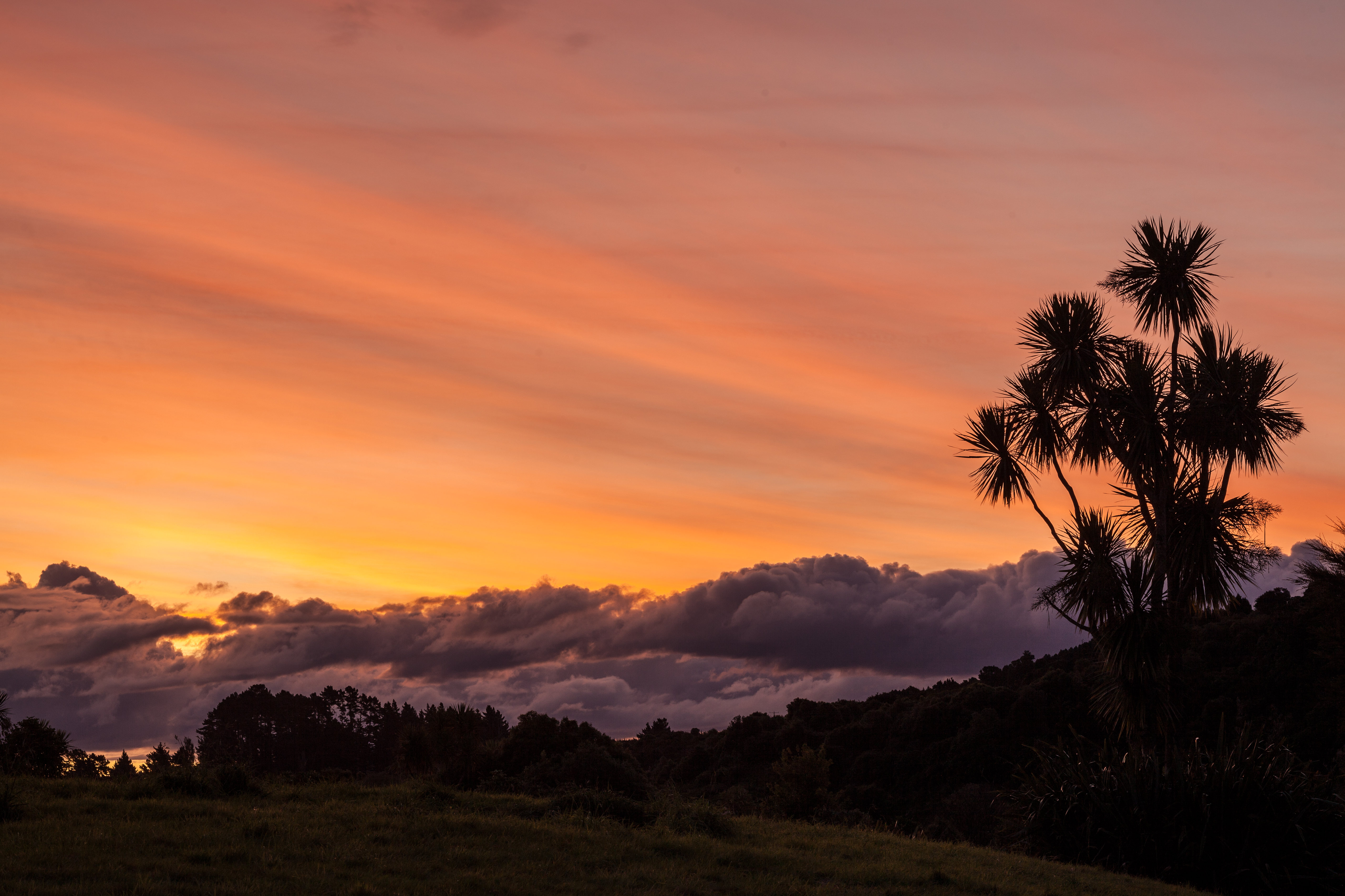 palm, nature, sunset, wood, tree, cloud Smartphone Background