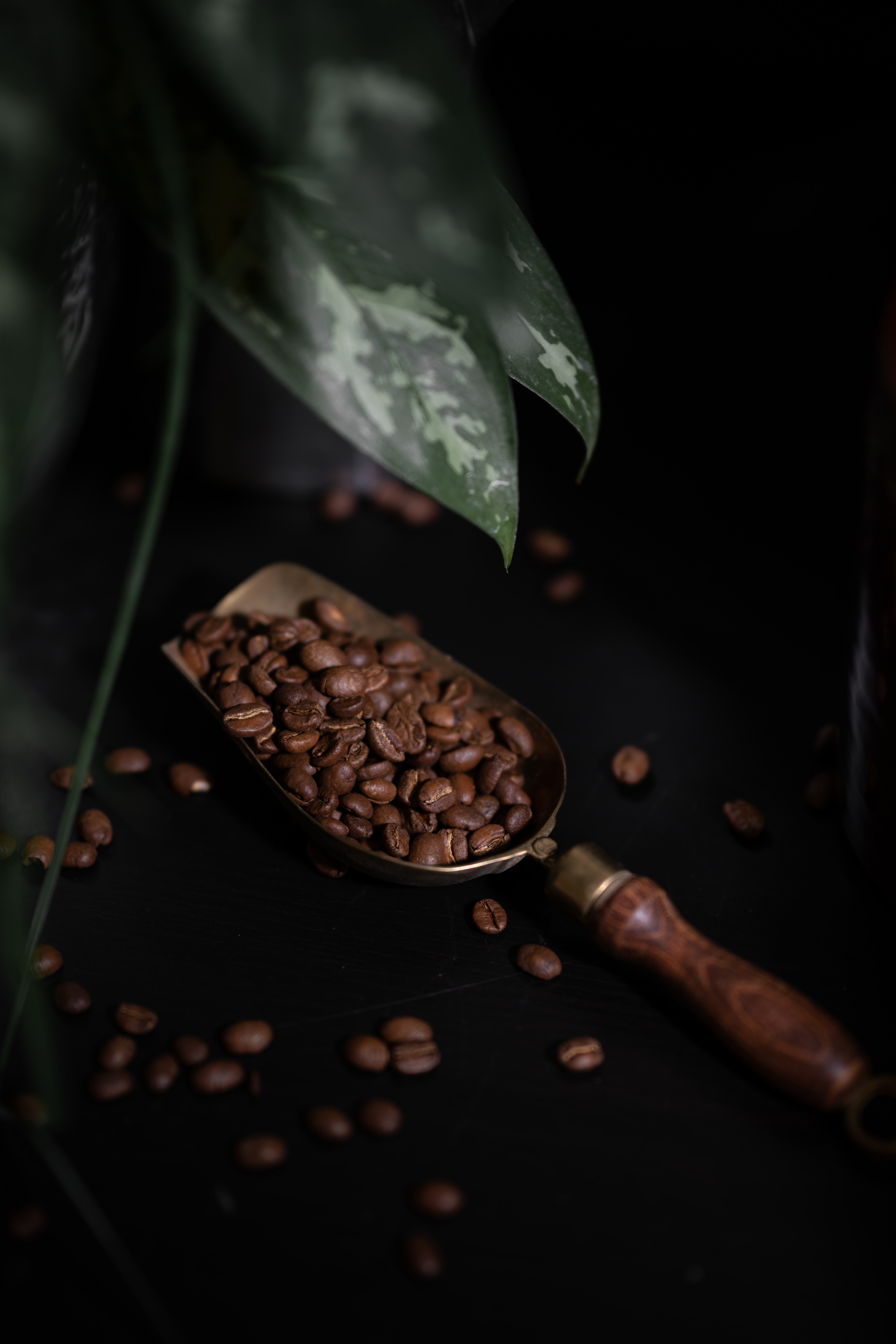 Free download wallpaper Plant, Coffee Beans, Dark, Coffee on your PC desktop