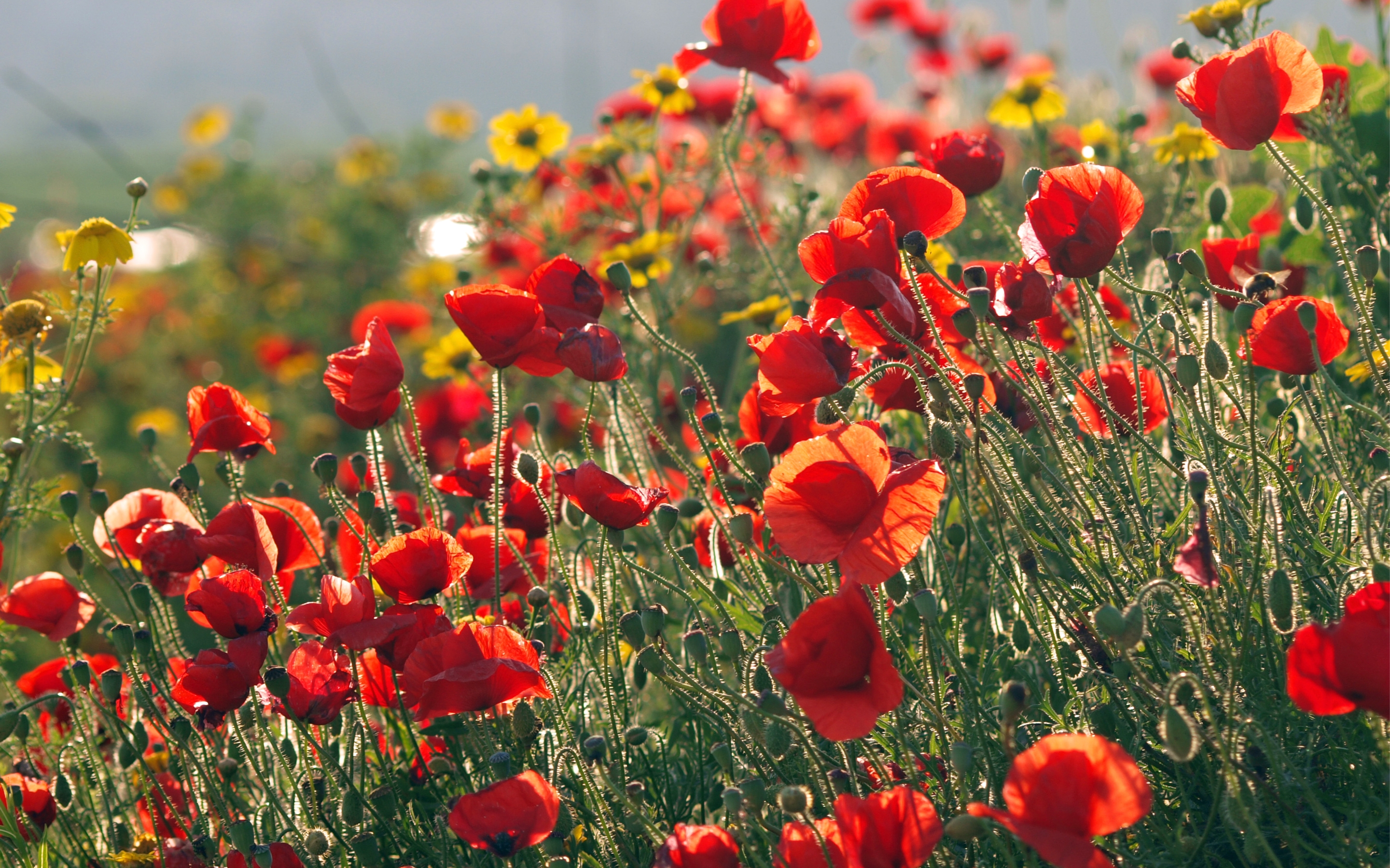 Download mobile wallpaper Flowers, Greens, Sunny, Summer, Poppies for free.