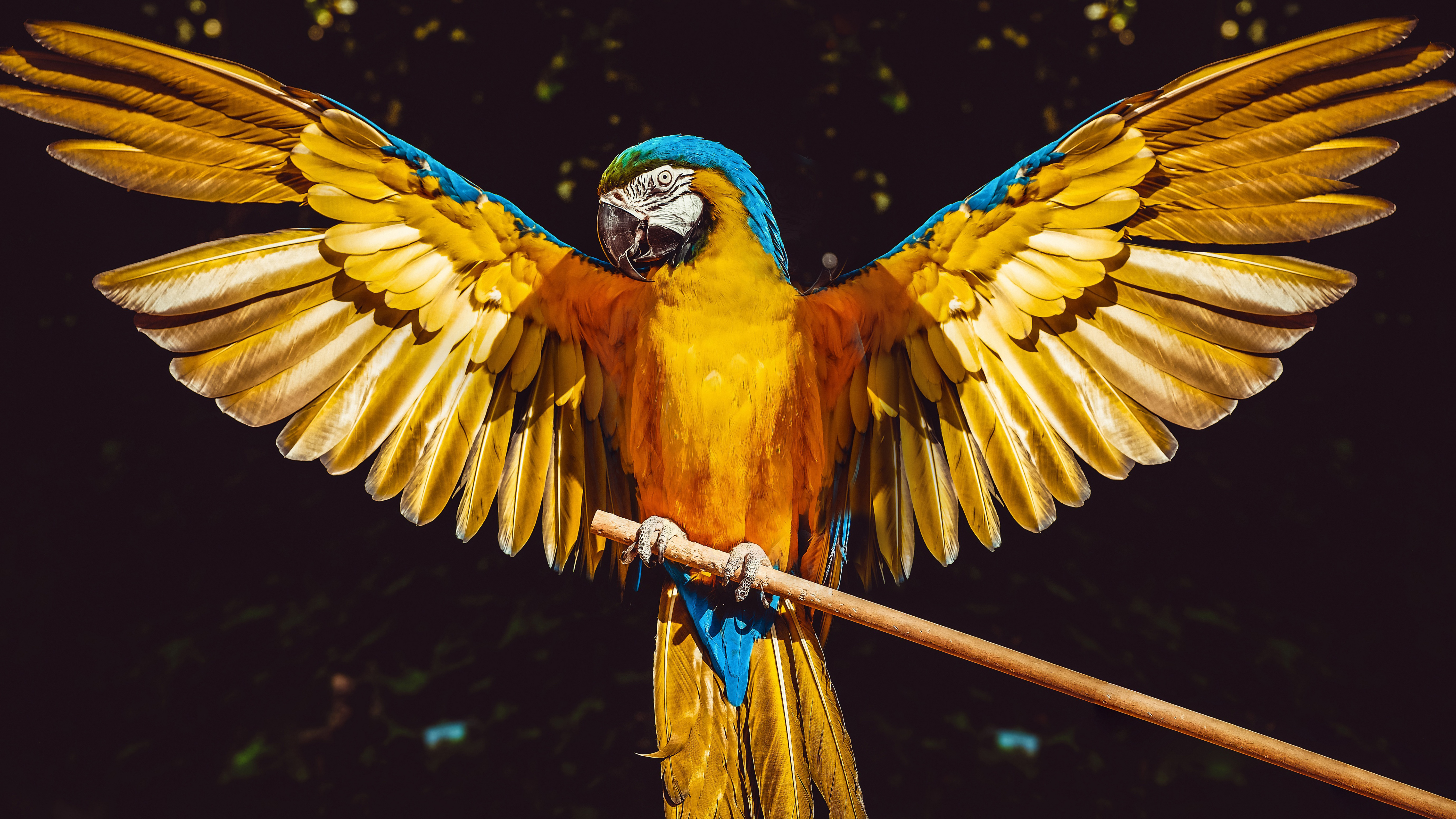 Download mobile wallpaper Birds, Bird, Animal, Parrot, Blue And Yellow Macaw for free.