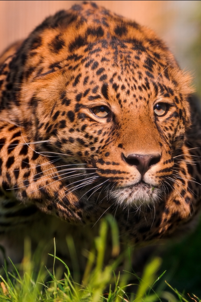 Descarga gratuita de fondo de pantalla para móvil de Animales, Gatos, Leopardo.