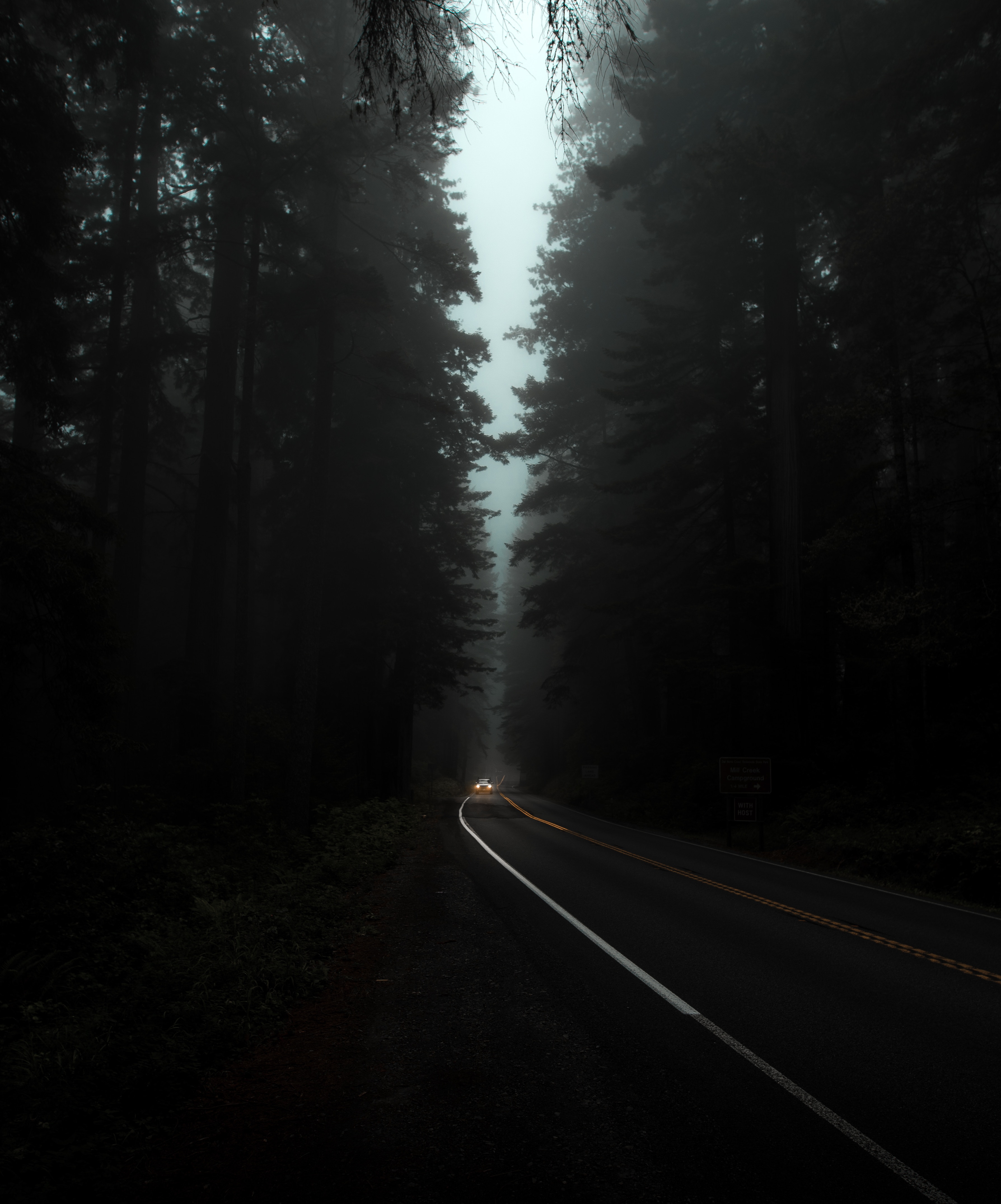 dark, lights, trees, night, road, fog, headlights