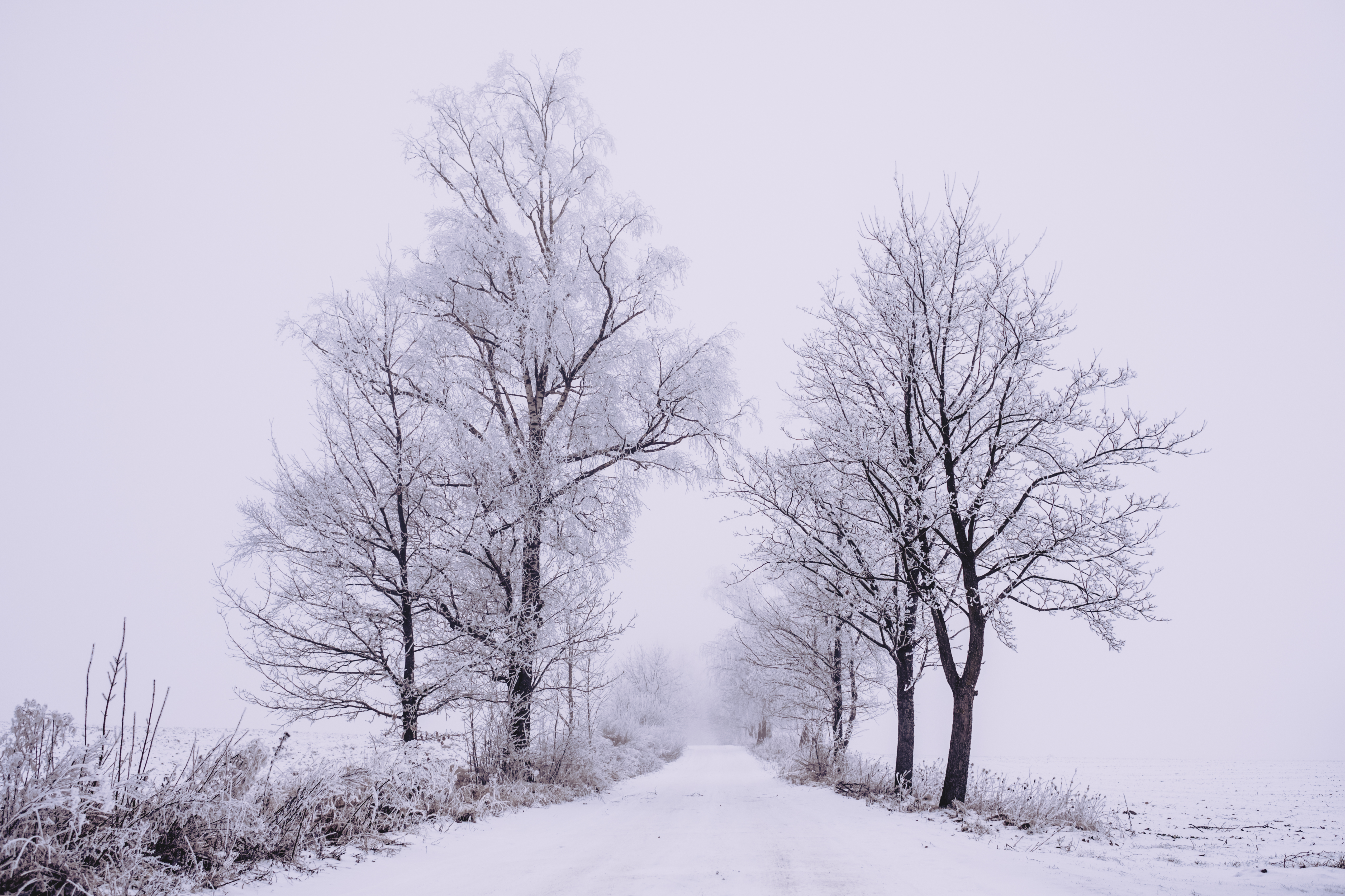 Download mobile wallpaper Snow, Fog, Trees, Road, Winter, Forest, Nature for free.