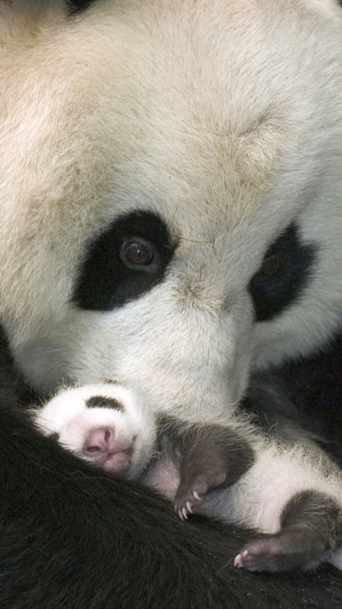 Download mobile wallpaper Love, Animal, Panda, Cute, Baby Animal for free.