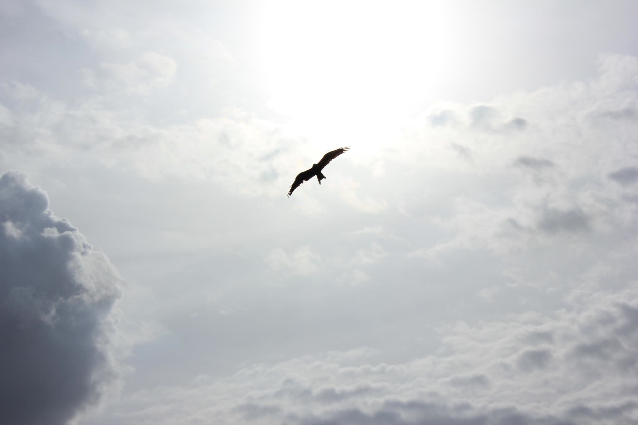 Download mobile wallpaper Animals, Clouds, Sky, Flight, Bird for free.