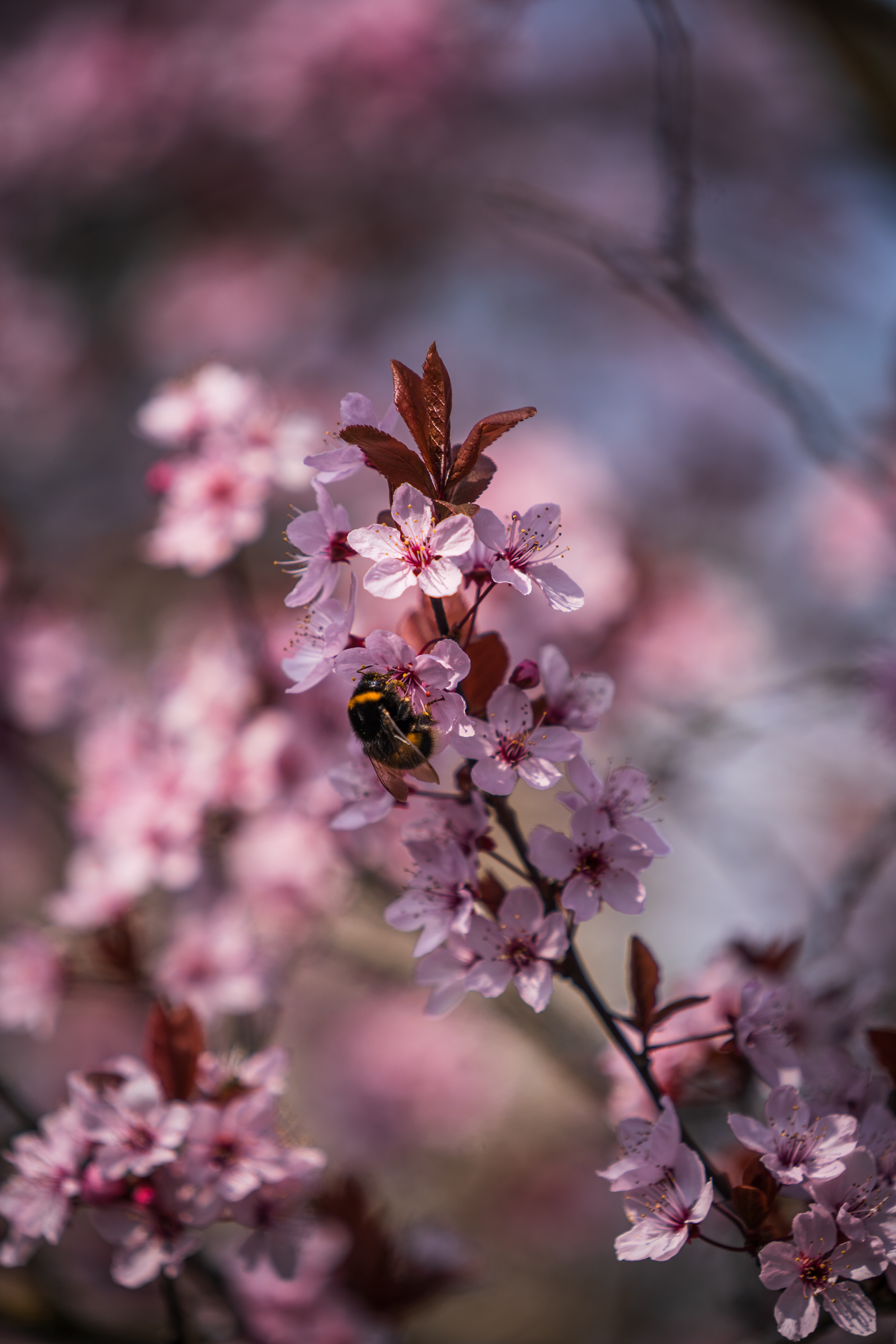 107513 baixar papel de parede flores, cereja, macro, fechar se, close up, abelha, abelhão - protetores de tela e imagens gratuitamente