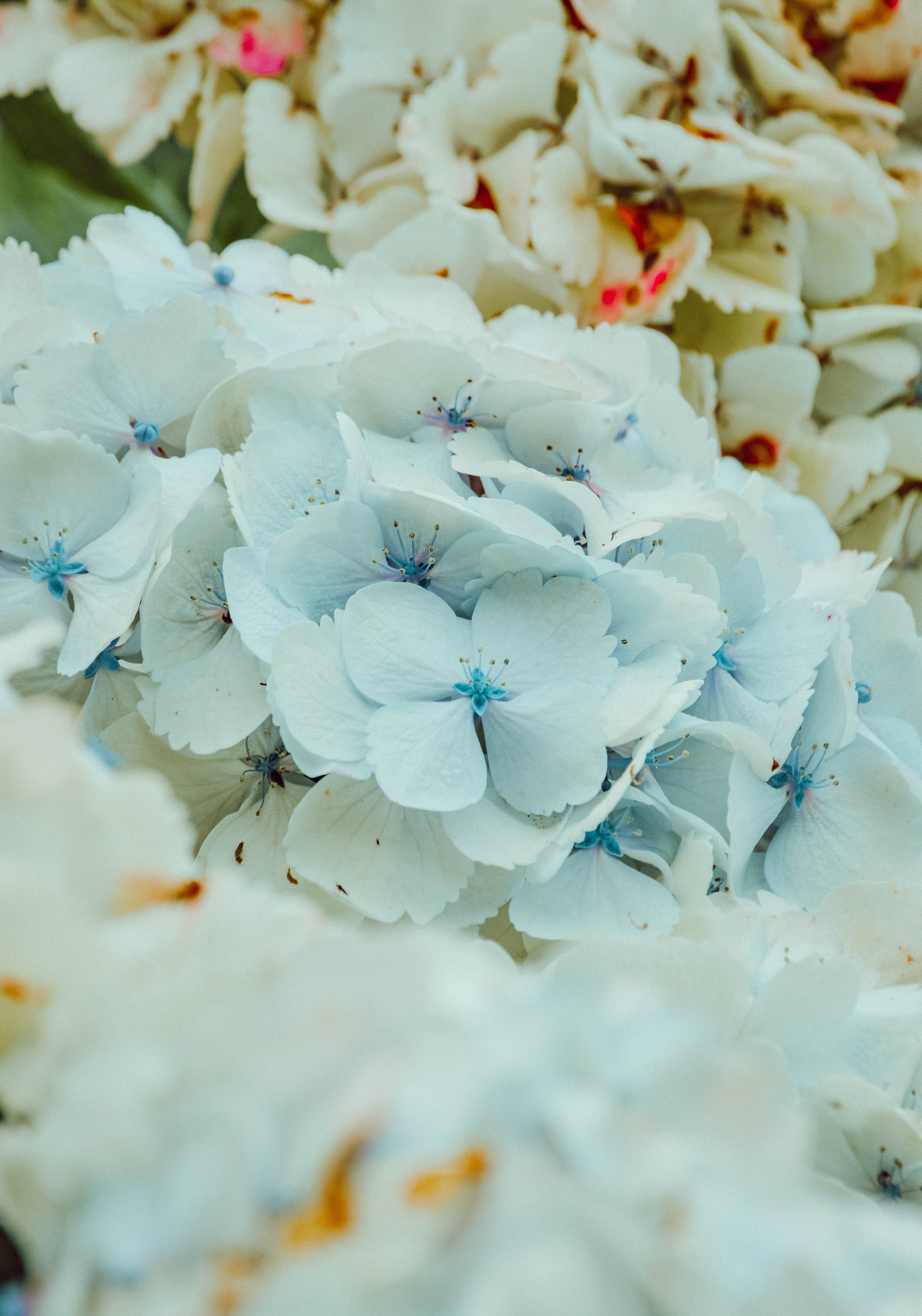 112350 скачать картинку цветение, голубой, цветы, гортензия, соцветие - обои и заставки бесплатно