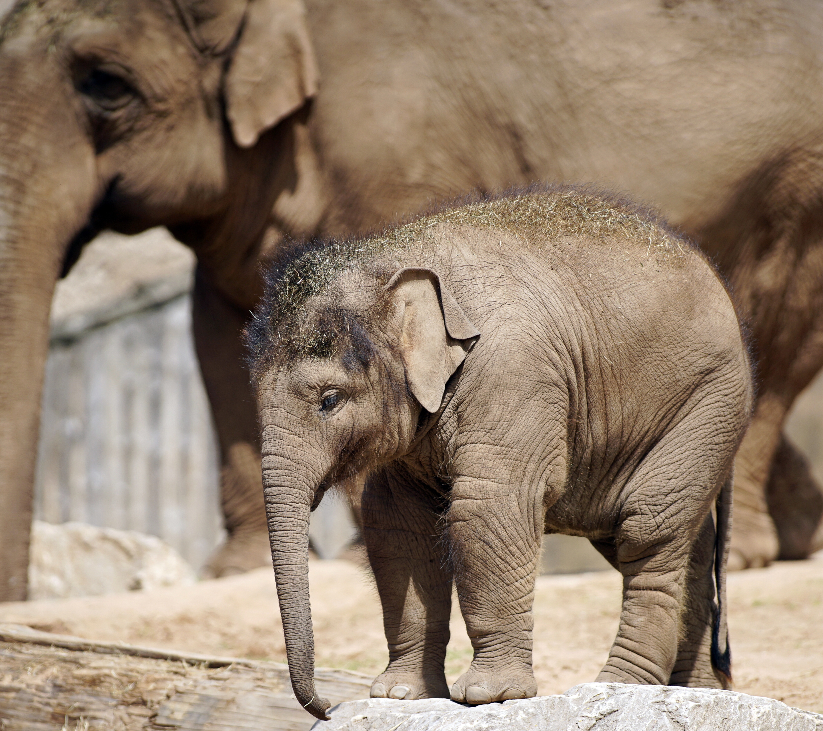 Скачать картинку Животные, Слоны, Слон, Детеныш Животного, Азиатский Слон в телефон бесплатно.